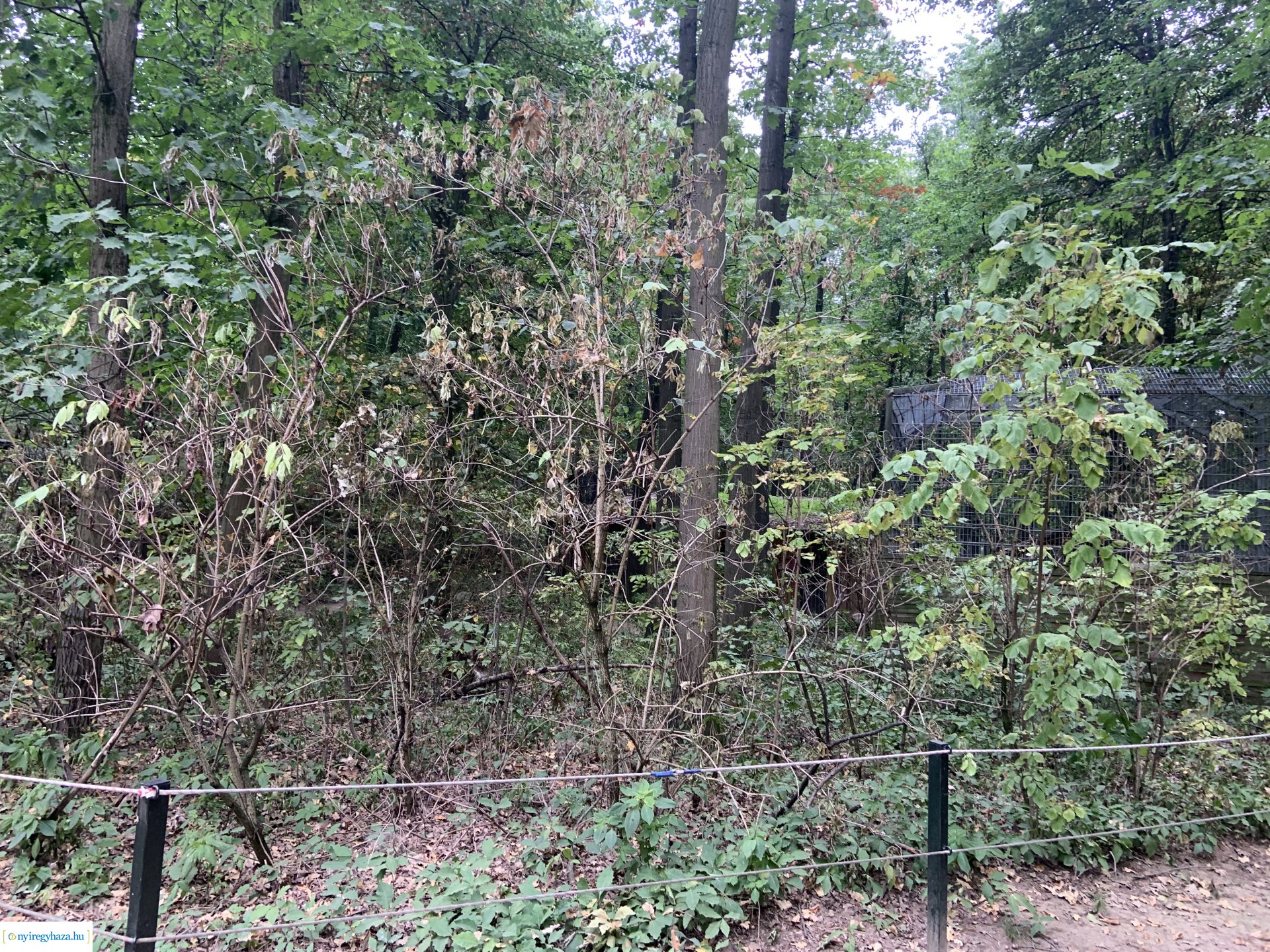 Indiai nagymacska kifutó építése a Nyíregyházi Állatparkban