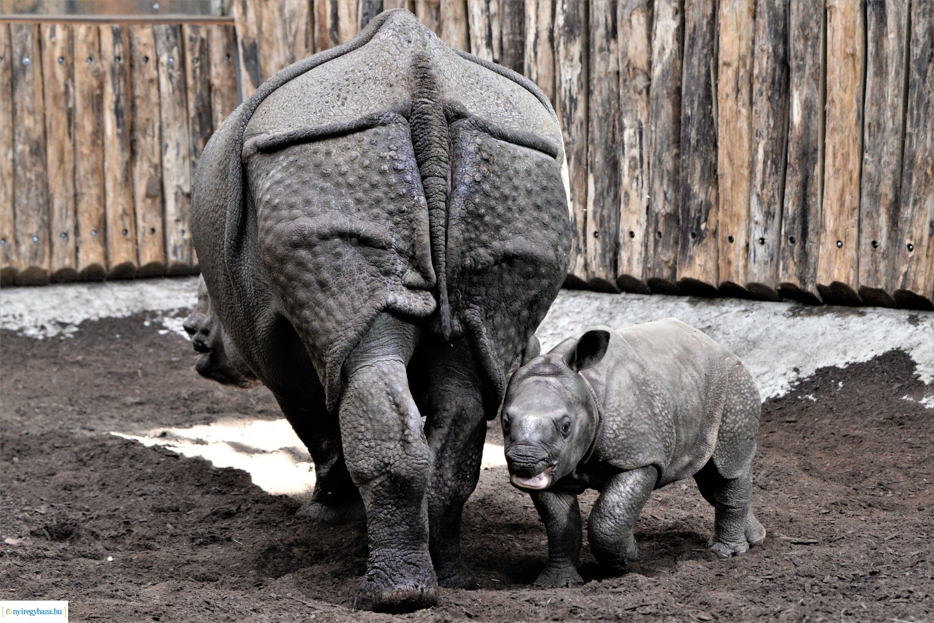 Indiai orrszarvú borjú - Aman a Nyíregyházi Állatpark lakója