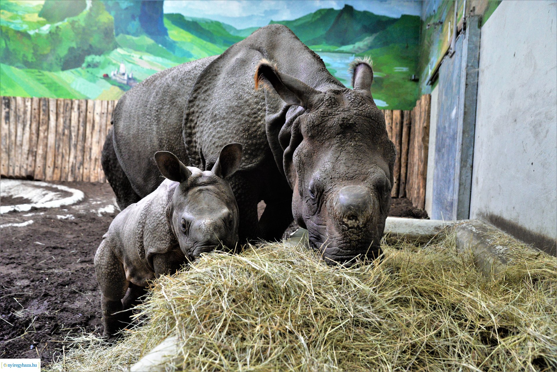 Indiai orrszarvú borjú - Aman a Nyíregyházi Állatpark lakója