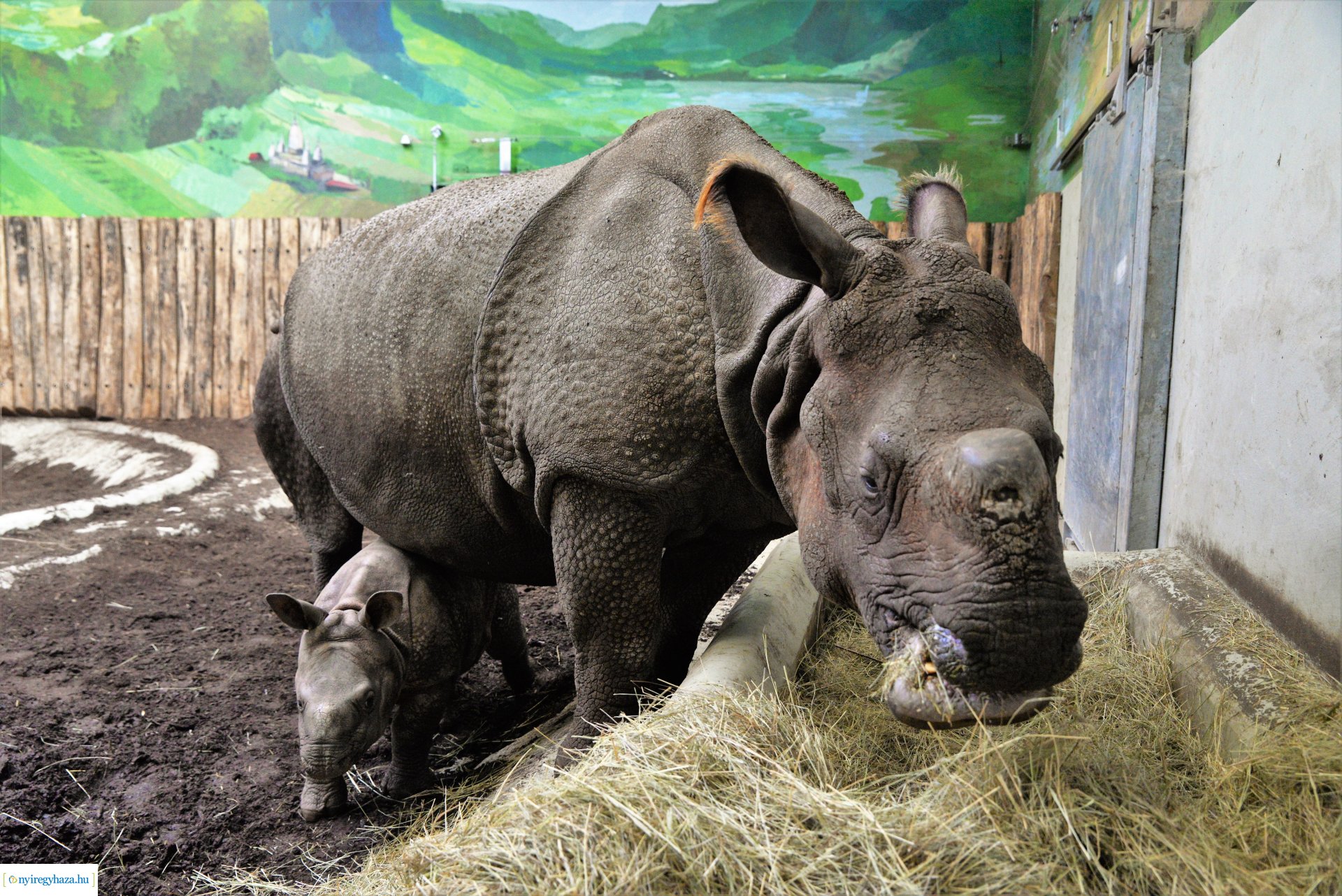 Indiai orrszarvú borjú - Aman a Nyíregyházi Állatpark lakója
