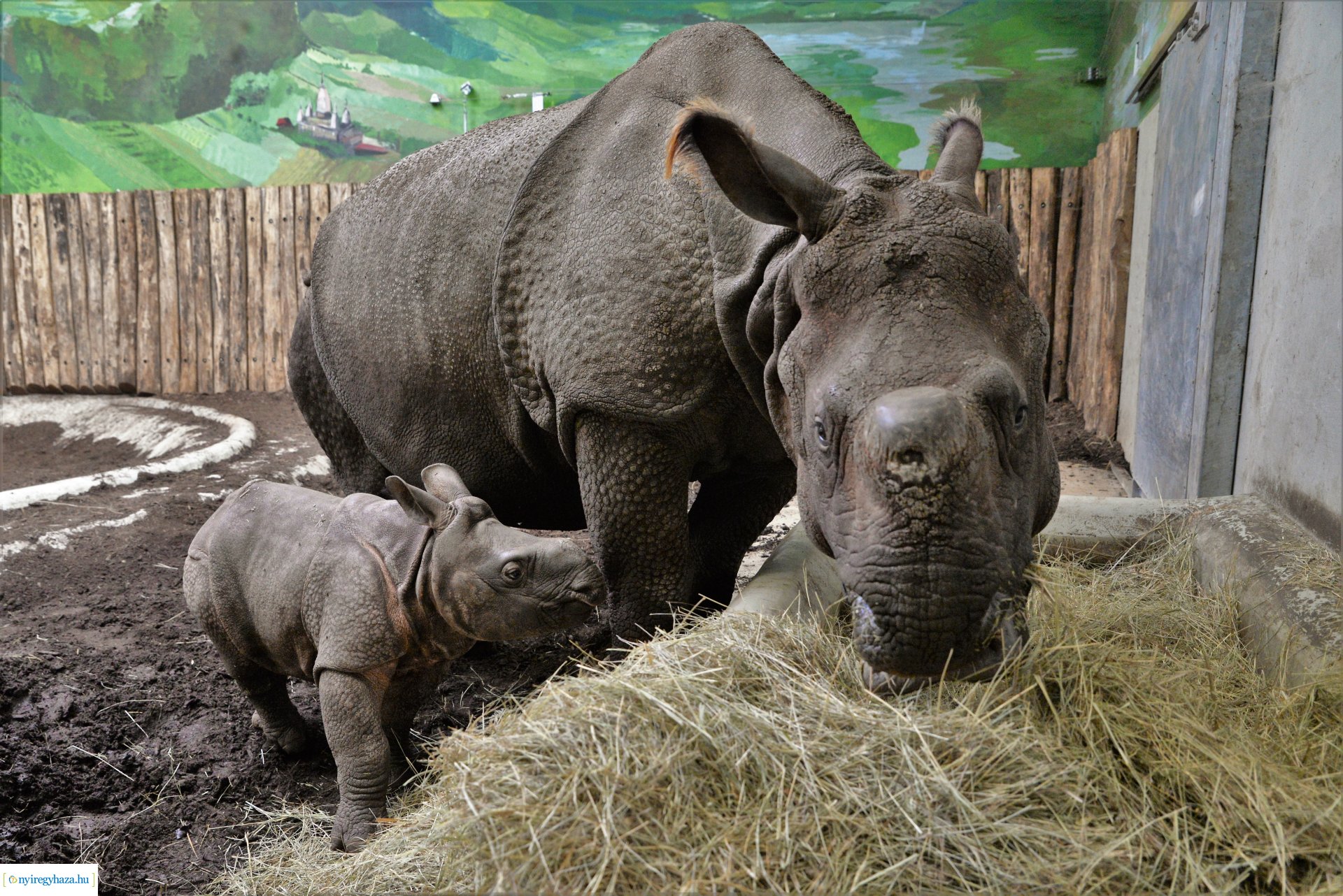 Indiai orrszarvú borjú - Aman a Nyíregyházi Állatpark lakója