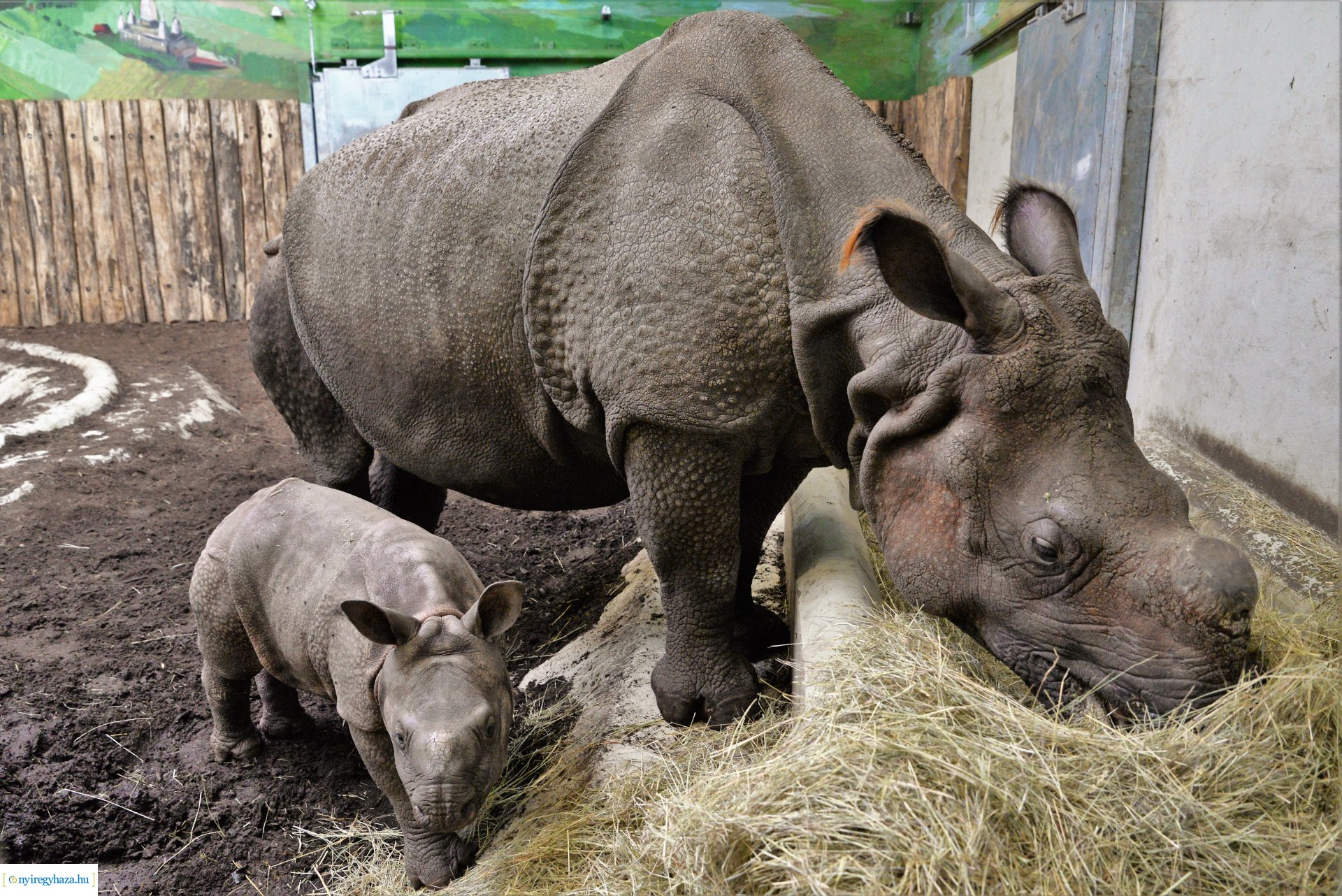 Indiai orrszarvú borjú - Aman a Nyíregyházi Állatpark lakója