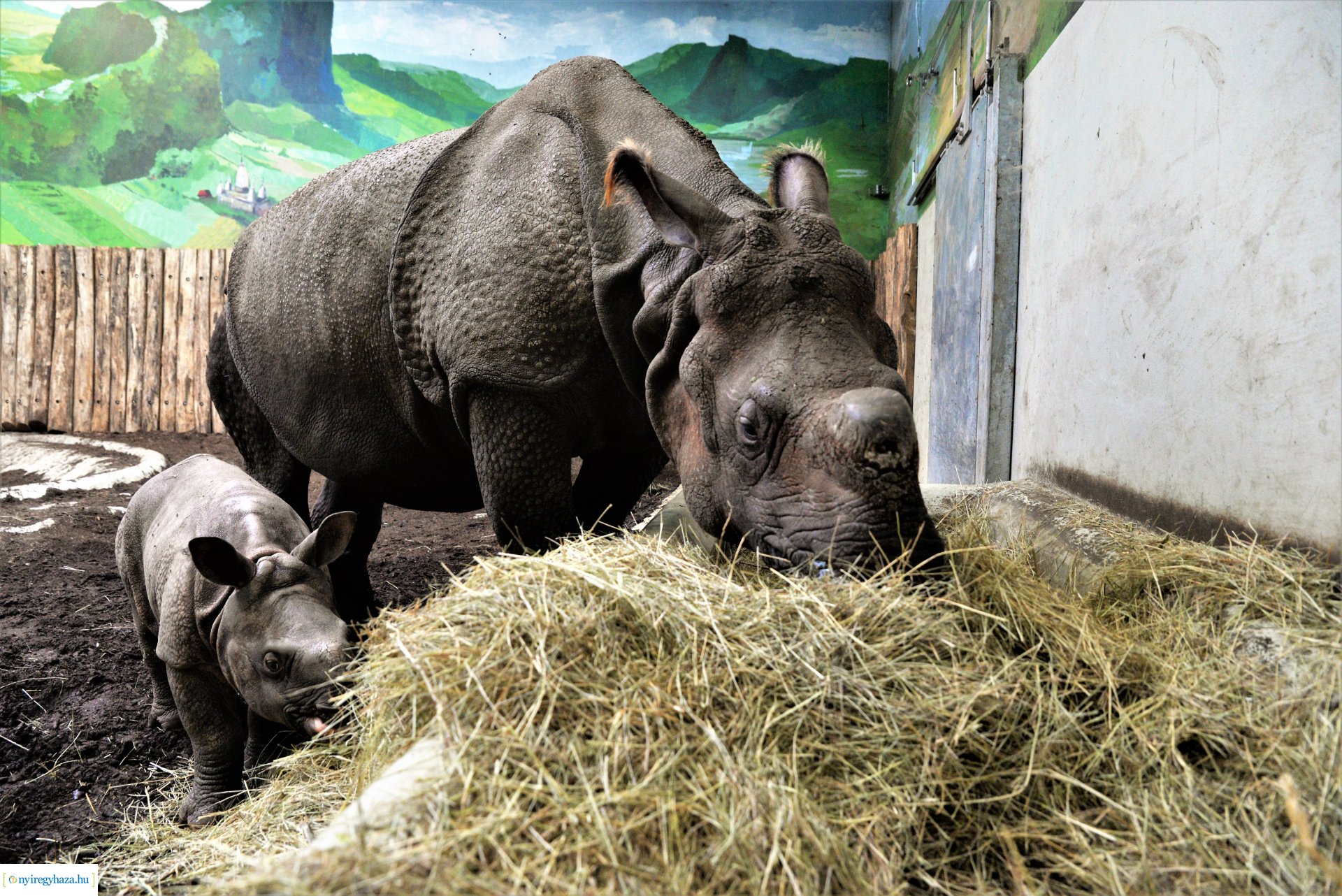 Indiai orrszarvú borjú - Aman a Nyíregyházi Állatpark lakója