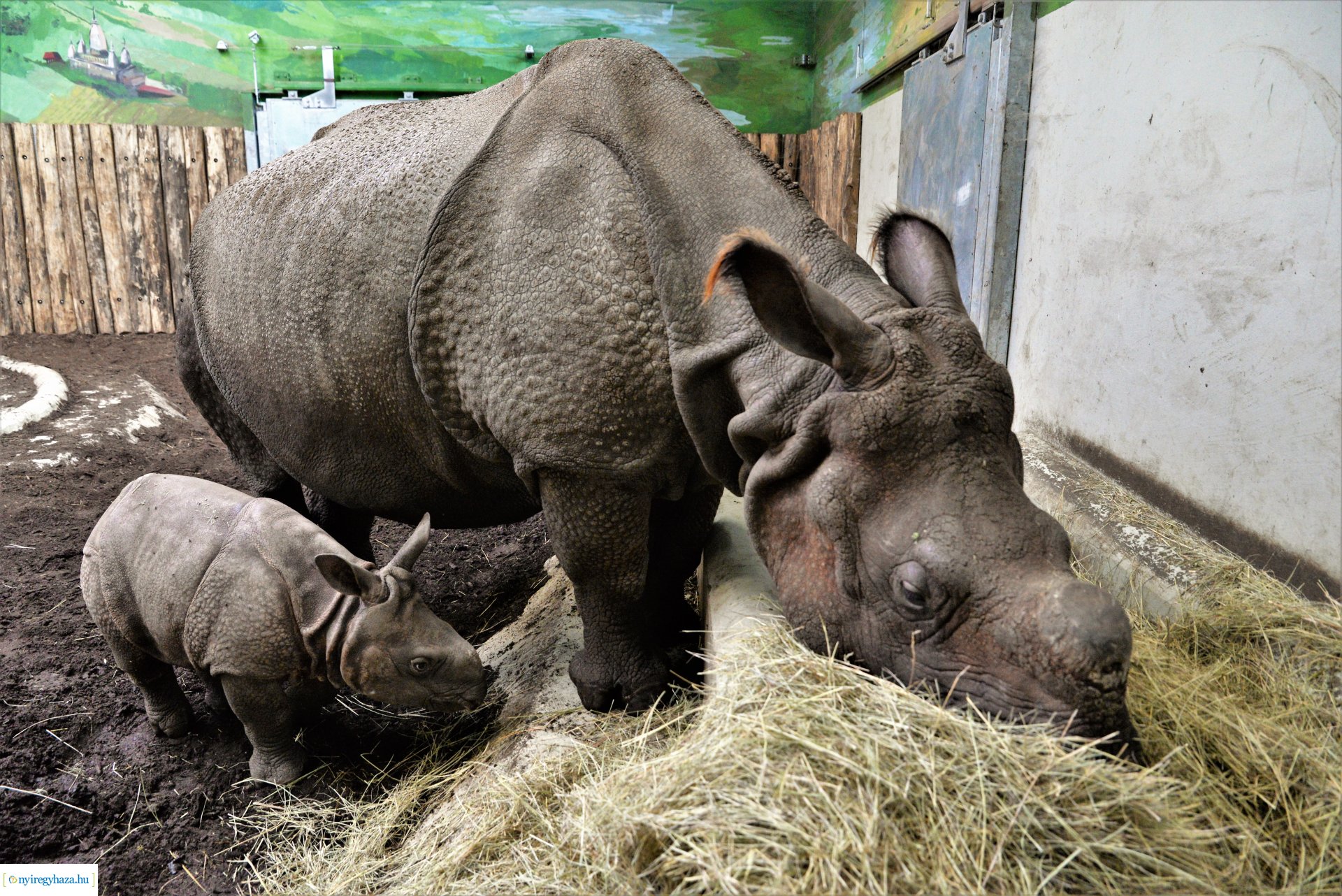 Indiai orrszarvú borjú - Aman a Nyíregyházi Állatpark lakója