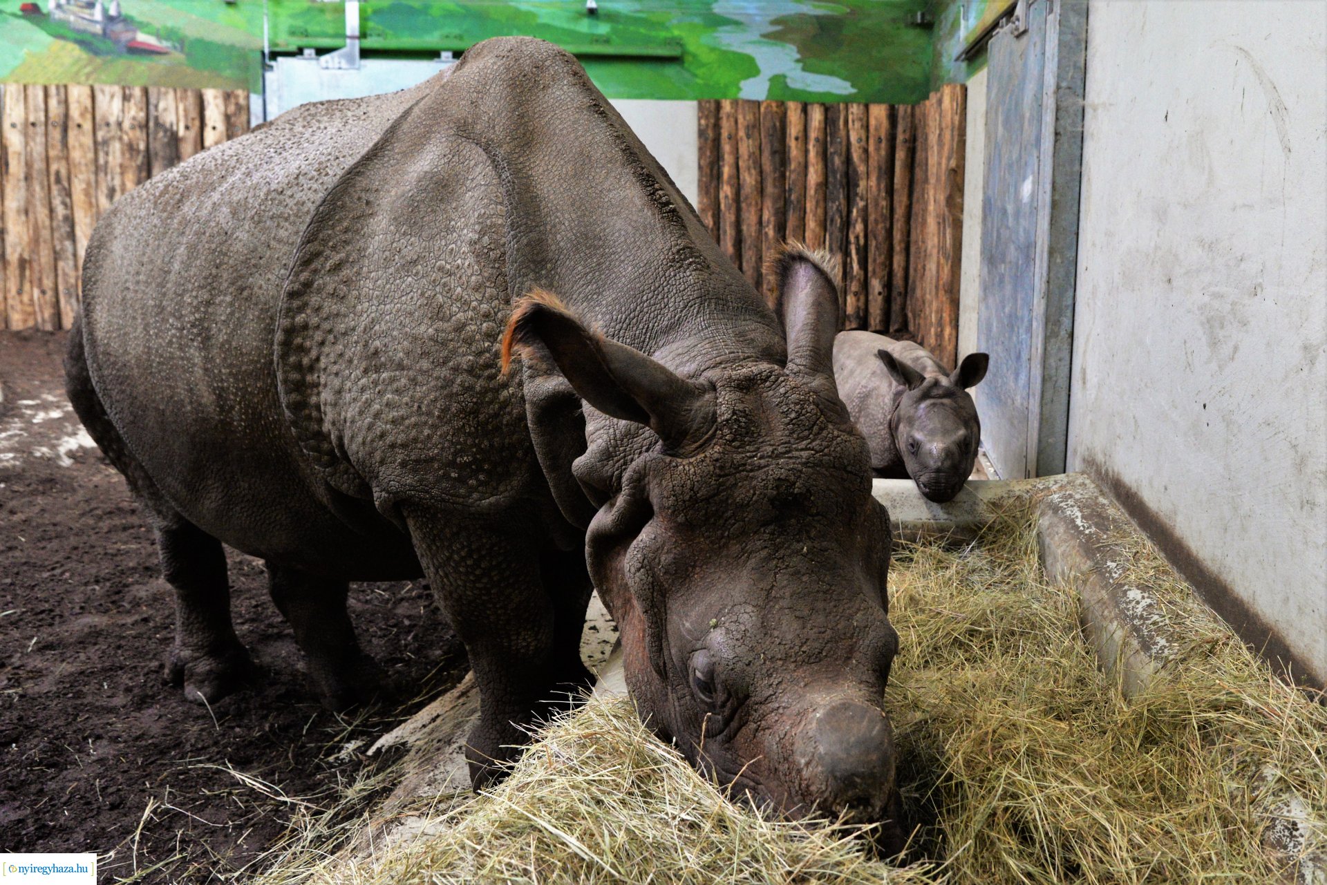 Indiai orrszarvú borjú - Aman a Nyíregyházi Állatpark lakója