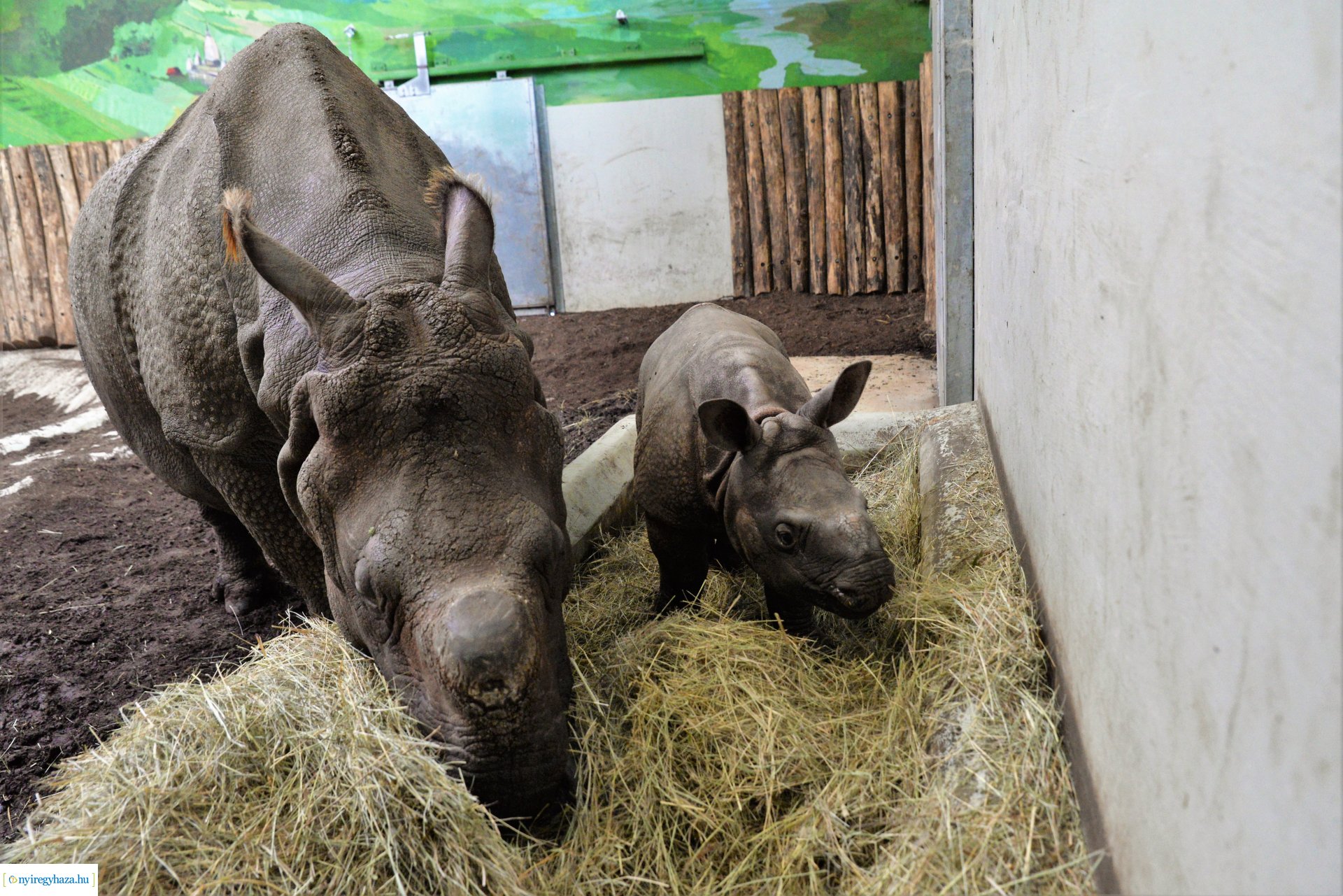 Indiai orrszarvú borjú - Aman a Nyíregyházi Állatpark lakója