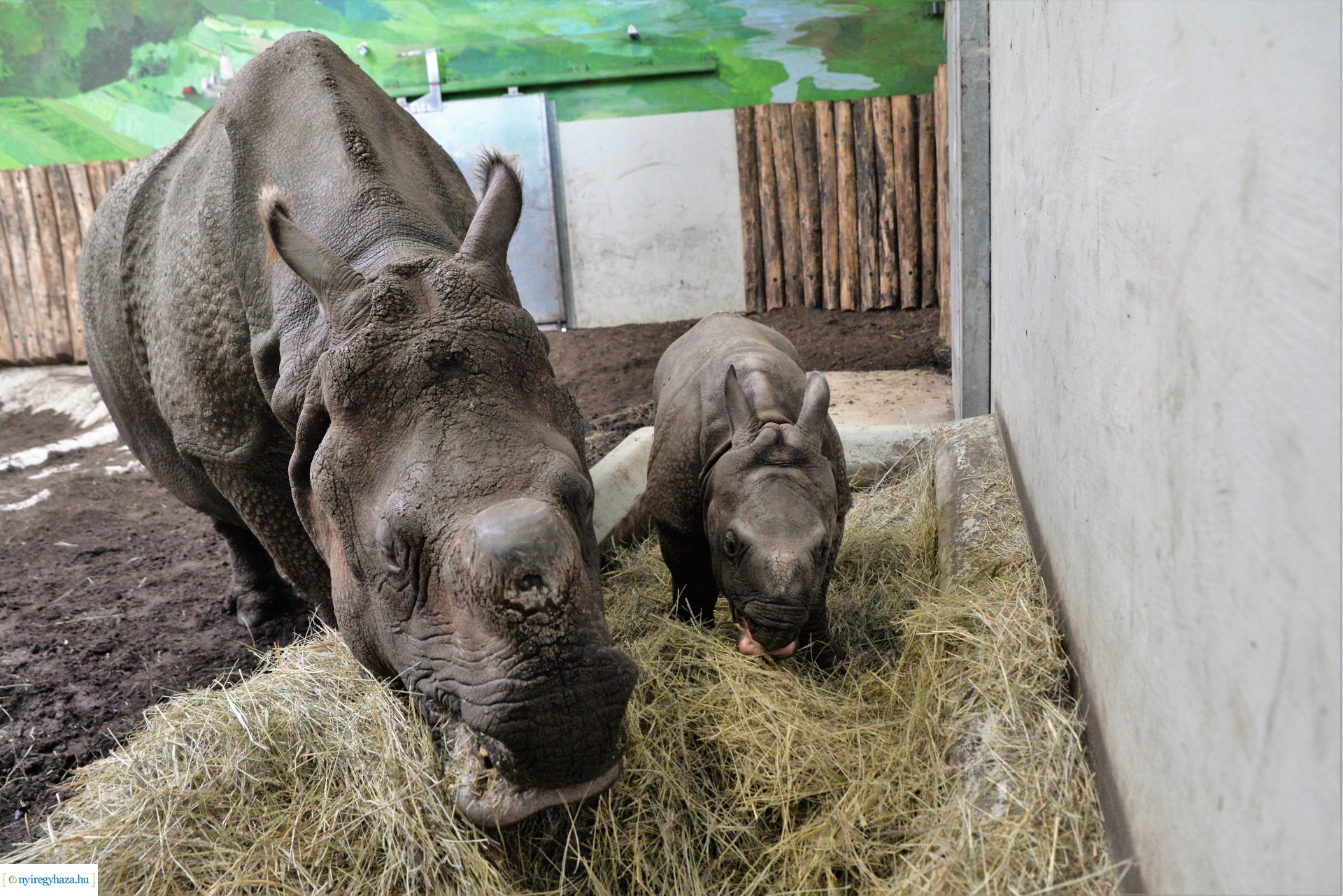 Indiai orrszarvú borjú - Aman a Nyíregyházi Állatpark lakója