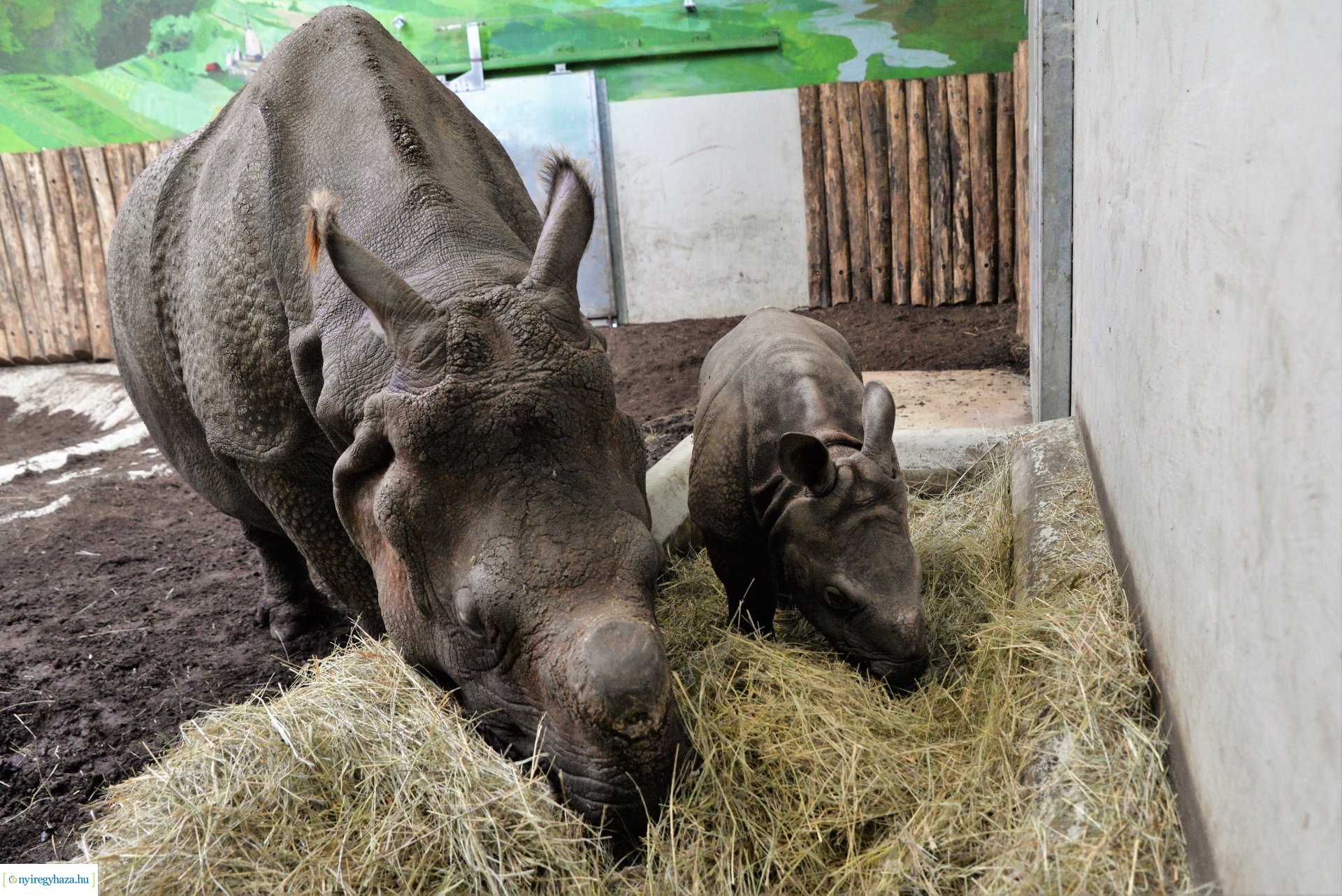 Indiai orrszarvú borjú - Aman a Nyíregyházi Állatpark lakója