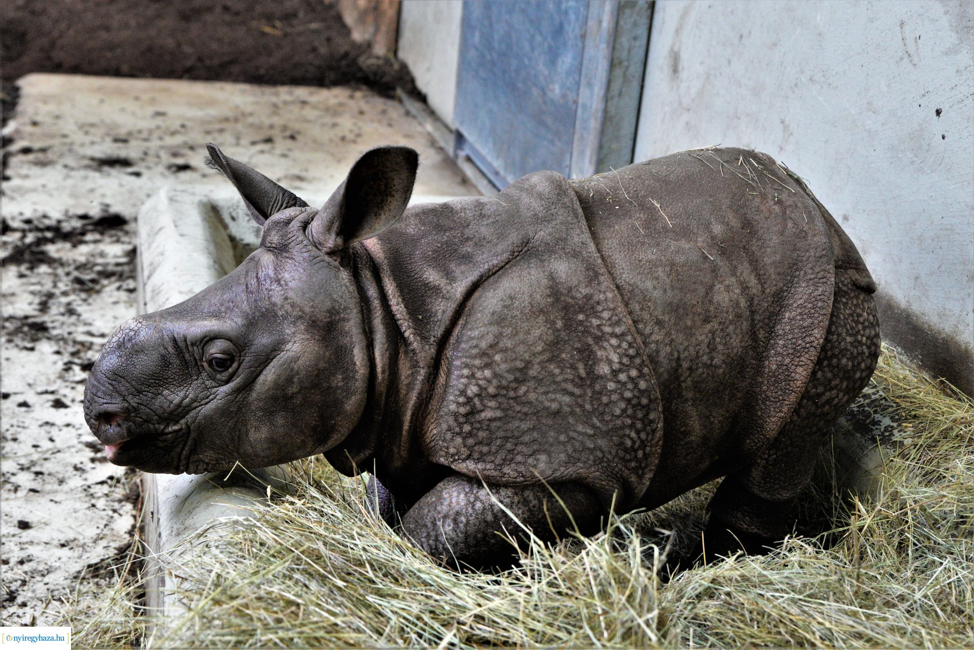 Indiai orrszarvú borjú - Aman a Nyíregyházi Állatpark lakója