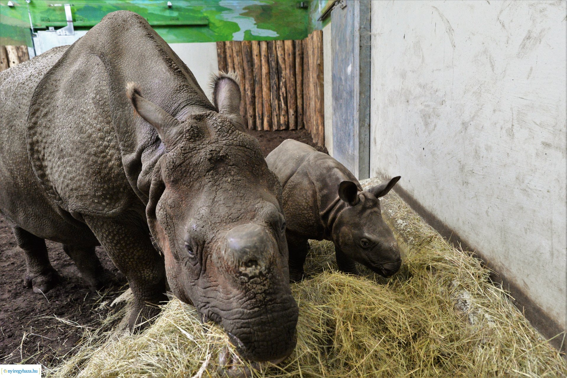 Indiai orrszarvú borjú - Aman a Nyíregyházi Állatpark lakója