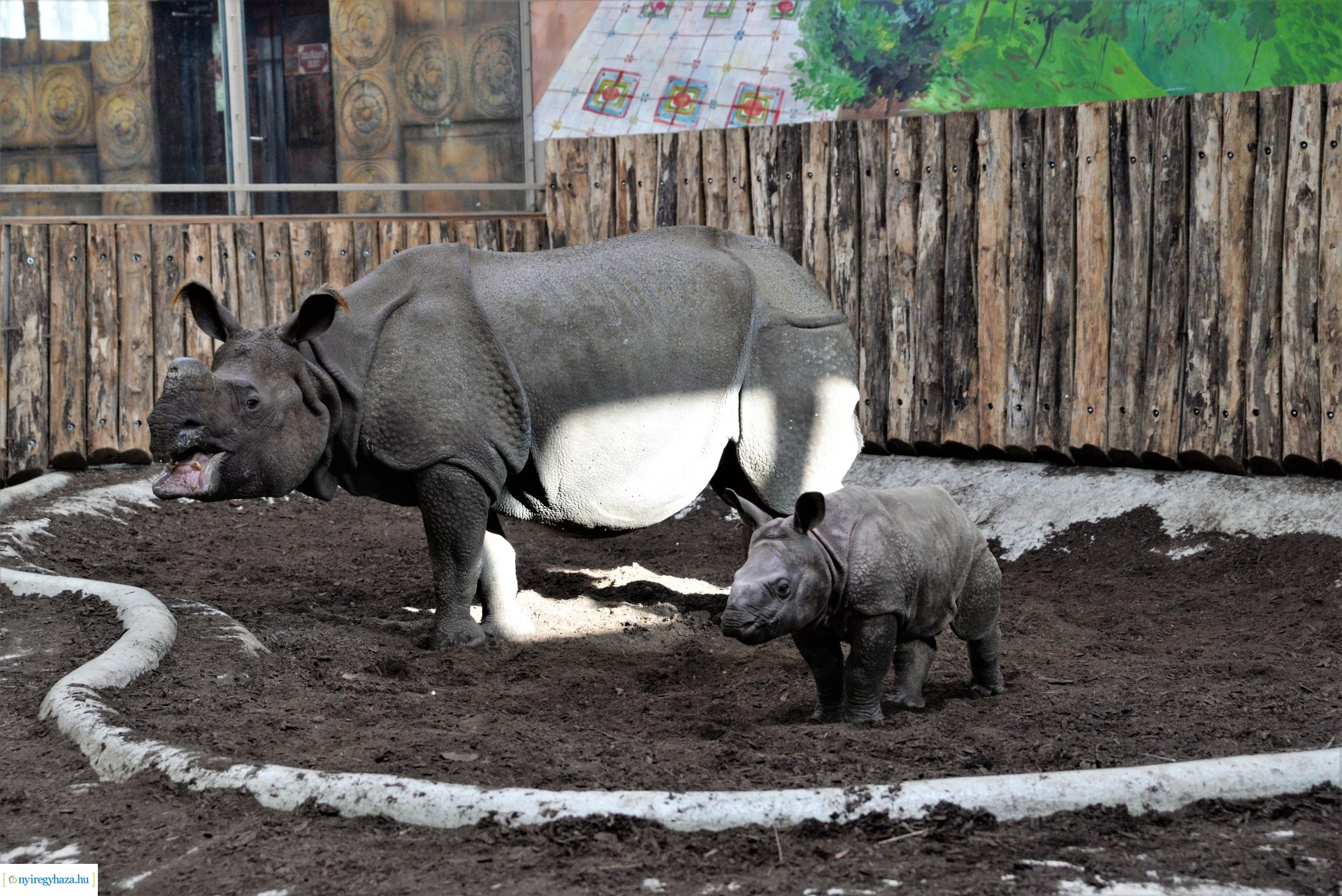 Indiai orrszarvú borjú - Aman a Nyíregyházi Állatpark lakója