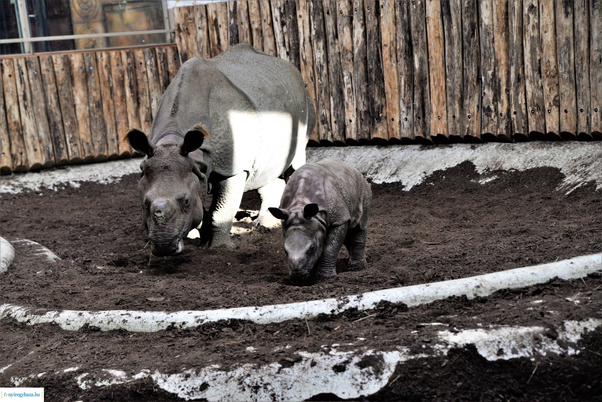 Indiai orrszarvú borjú - Aman a Nyíregyházi Állatpark lakója