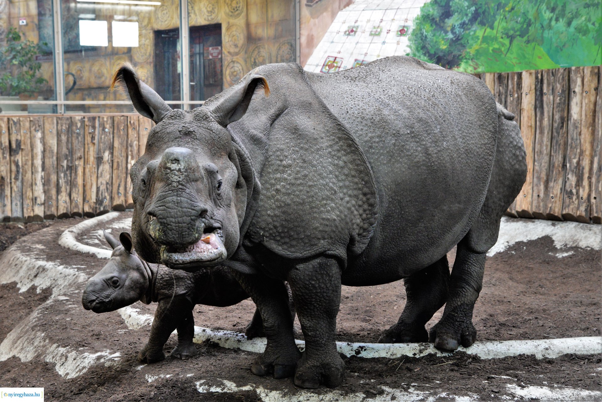 Indiai orrszarvú borjú - Aman a Nyíregyházi Állatpark lakója