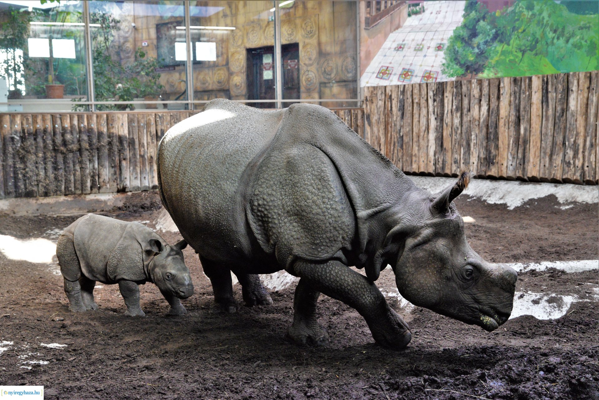 Indiai orrszarvú borjú - Aman a Nyíregyházi Állatpark lakója