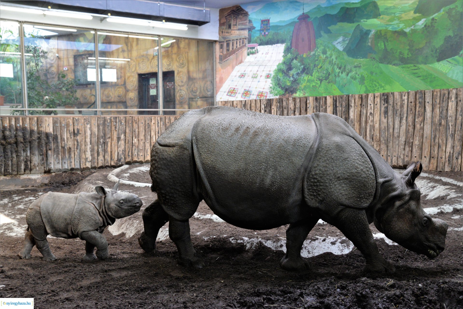 Indiai orrszarvú borjú - Aman a Nyíregyházi Állatpark lakója