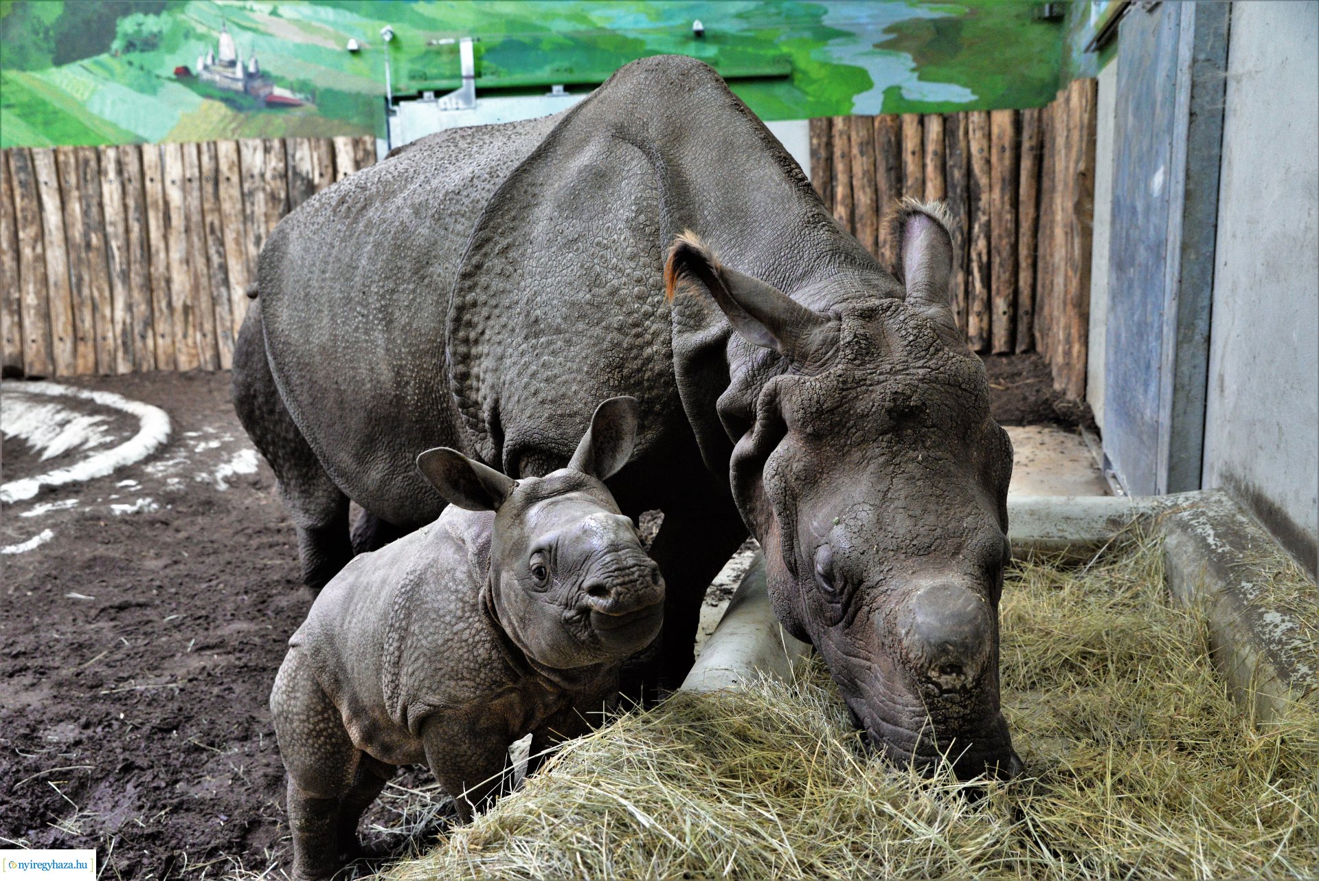 Indiai orrszarvú borjú - Aman a Nyíregyházi Állatpark lakója