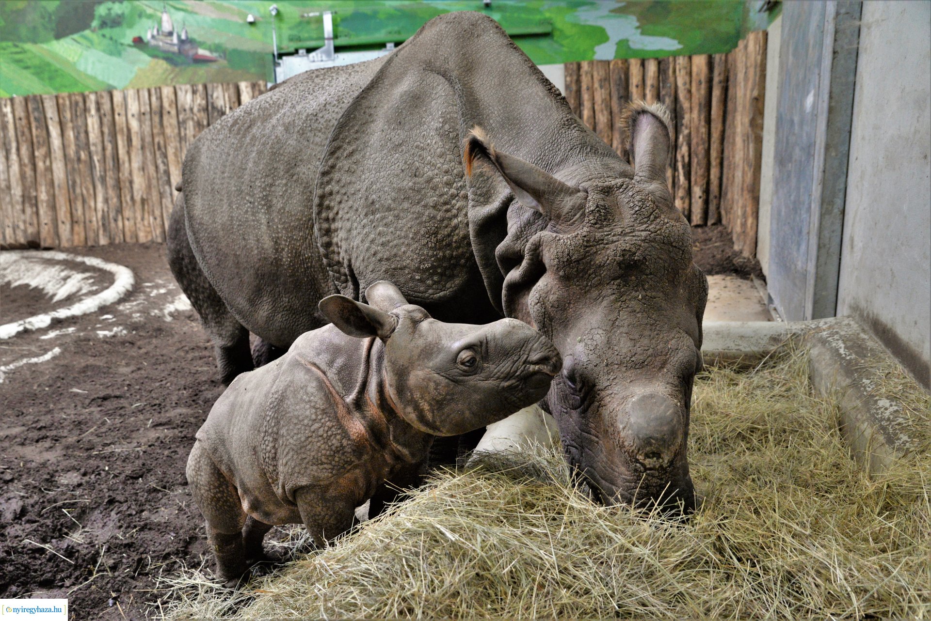 Indiai orrszarvú borjú - Aman a Nyíregyházi Állatpark lakója