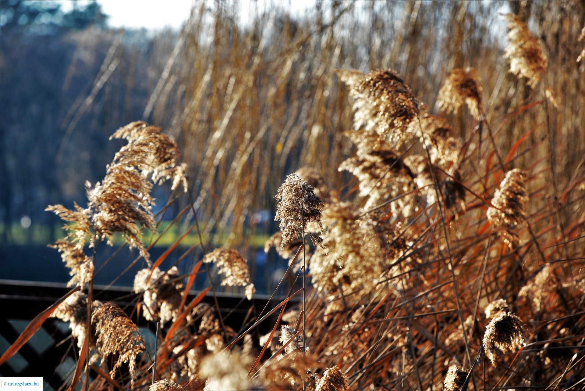 Januári tavasz Sóstón