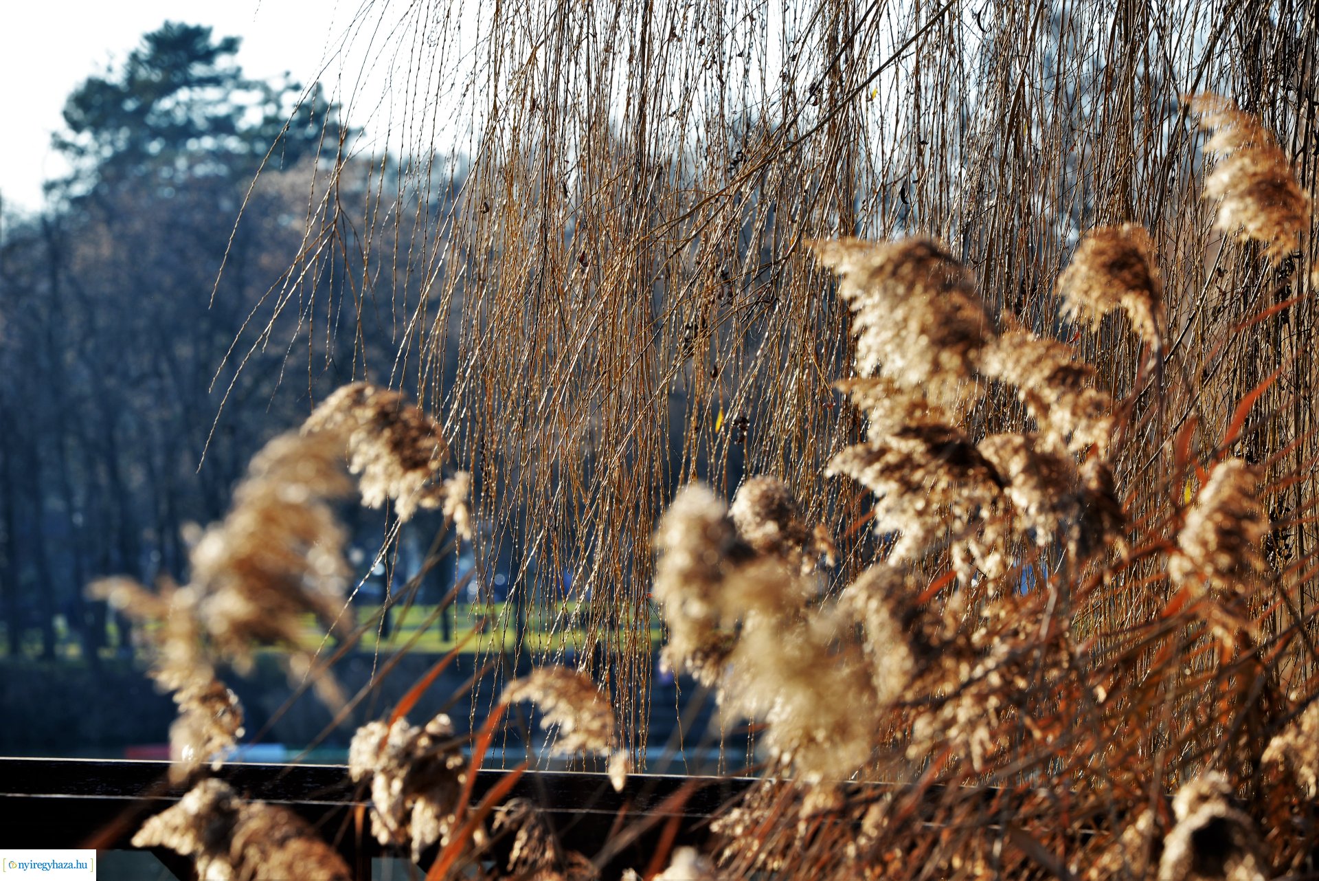 Januári tavasz Sóstón