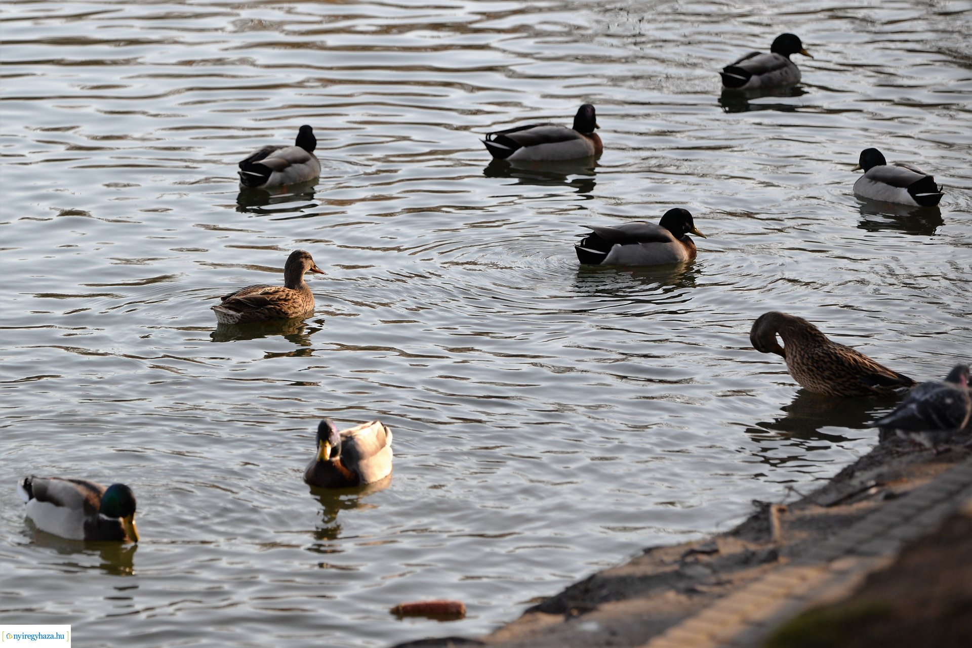 Januári tavasz Sóstón