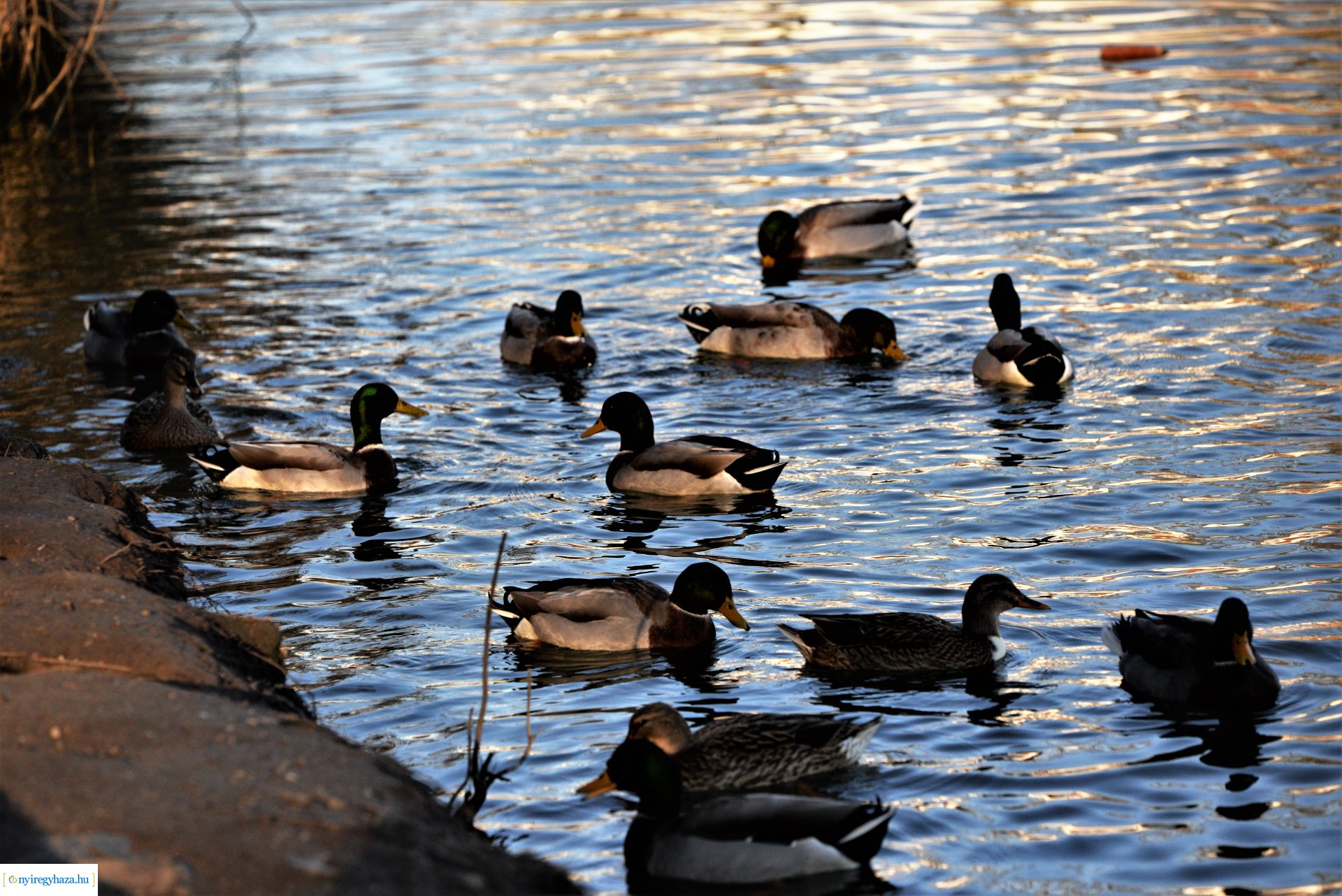 Januári tavasz Sóstón