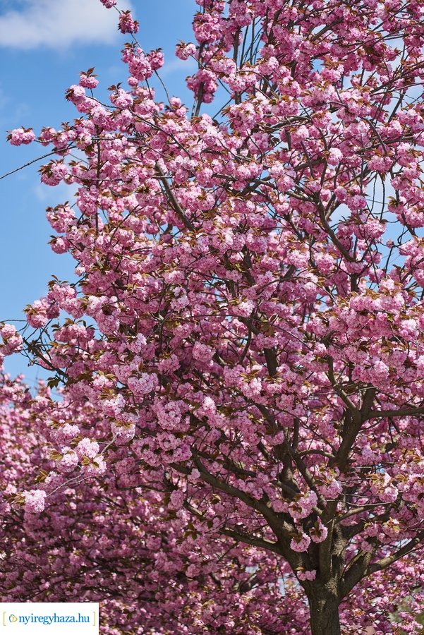 Japán cseresznyefa virágzás