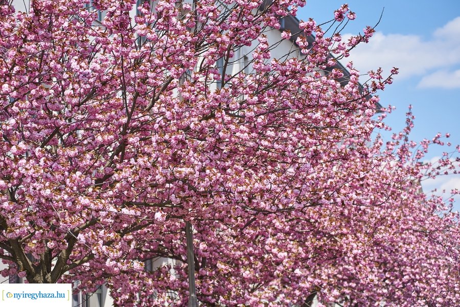 Japán cseresznyefa virágzás