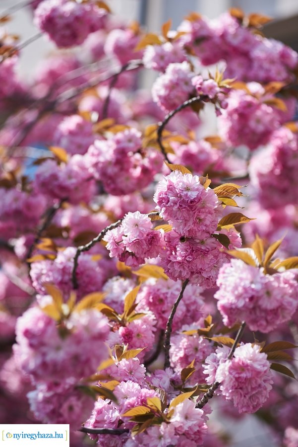 Japán cseresznyefa virágzás