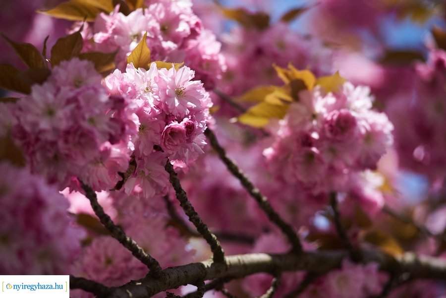 Japán cseresznyefa virágzás