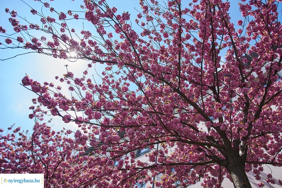 Japán cseresznyefa virágzás