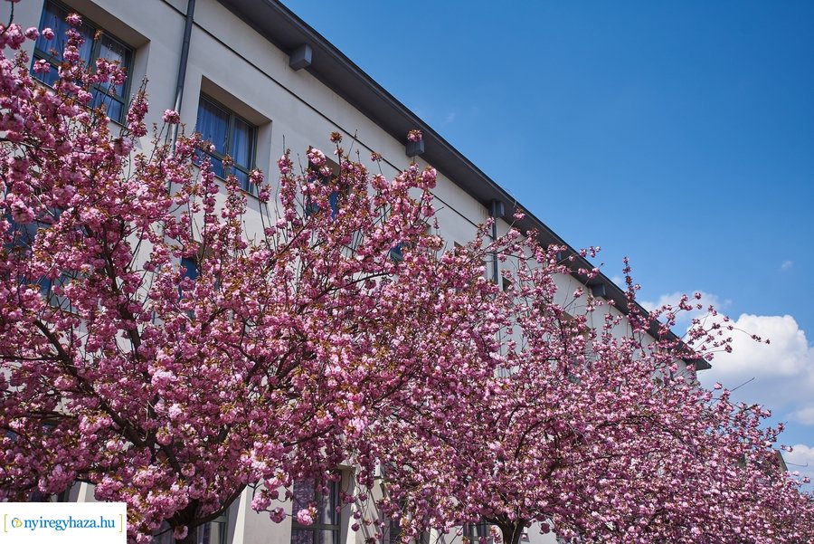 Japán cseresznyefa virágzás