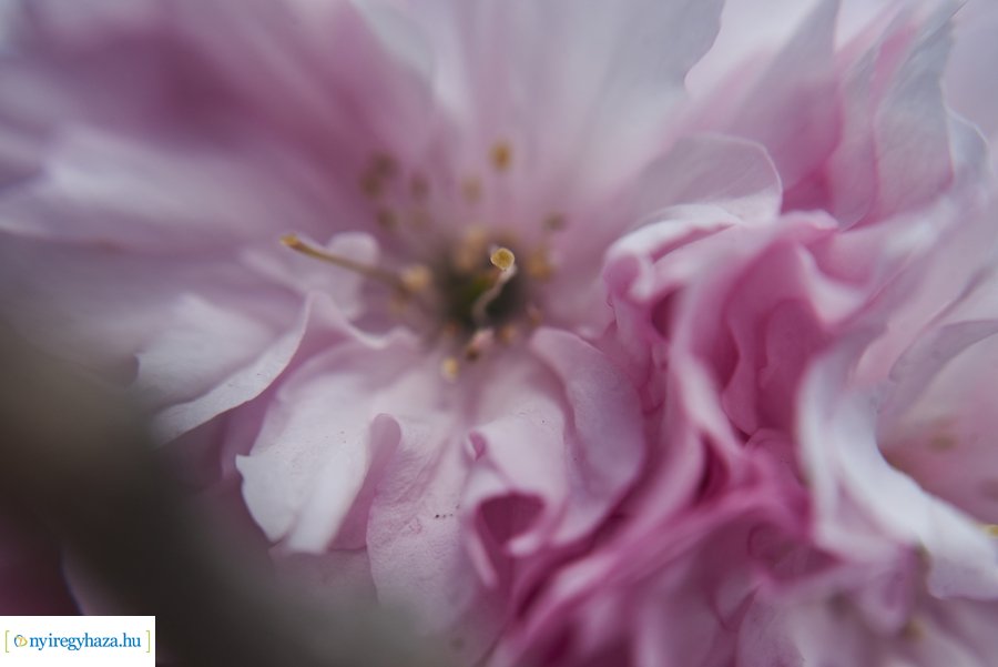 Japán cseresznyefa virágzás