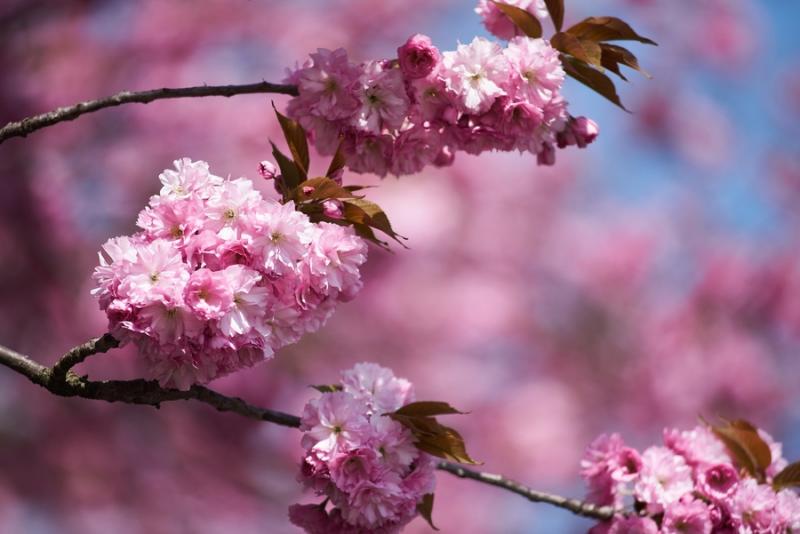 Japán cseresznyefa virágzás