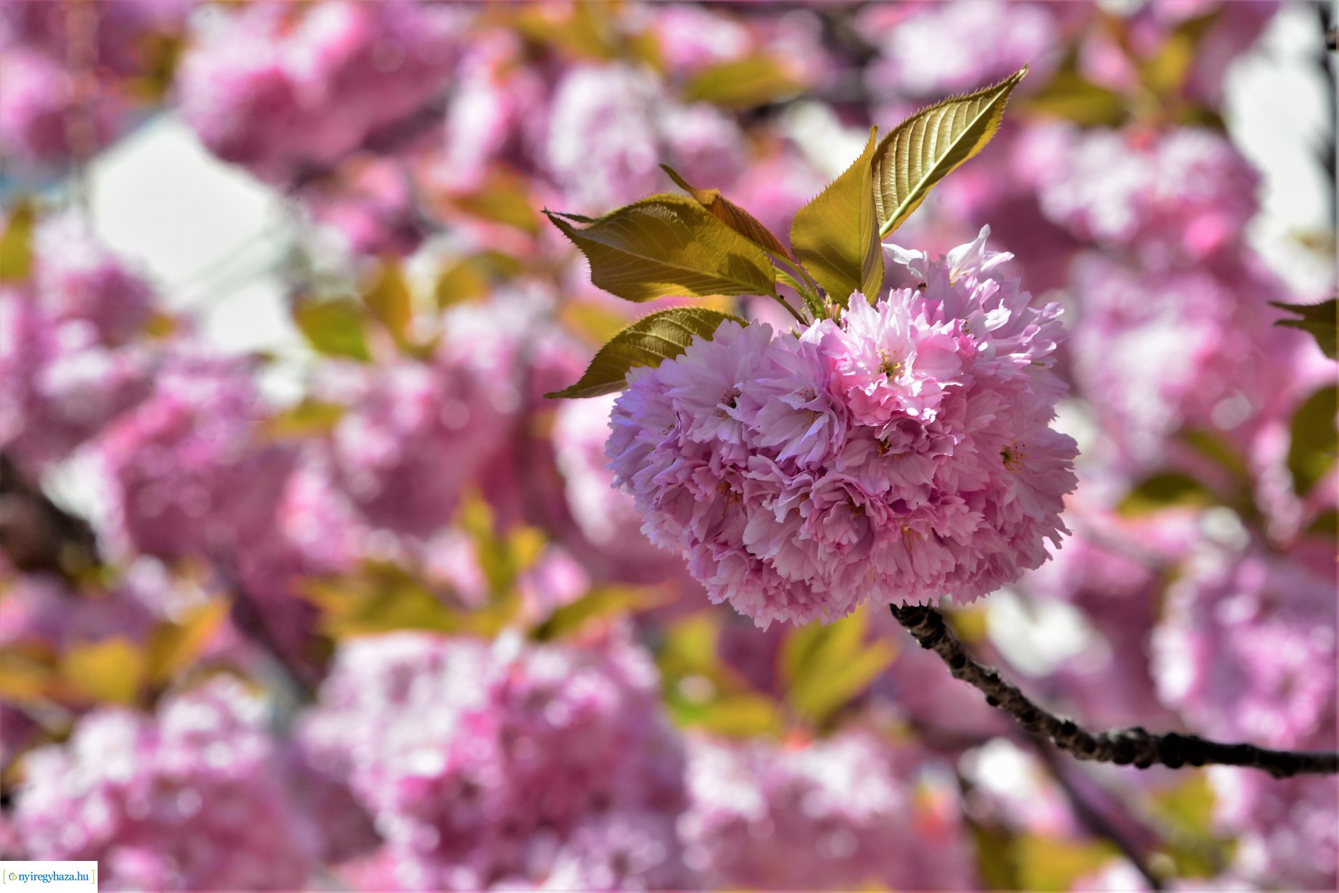 Japán díszcseresznye virágzás a belvárosban