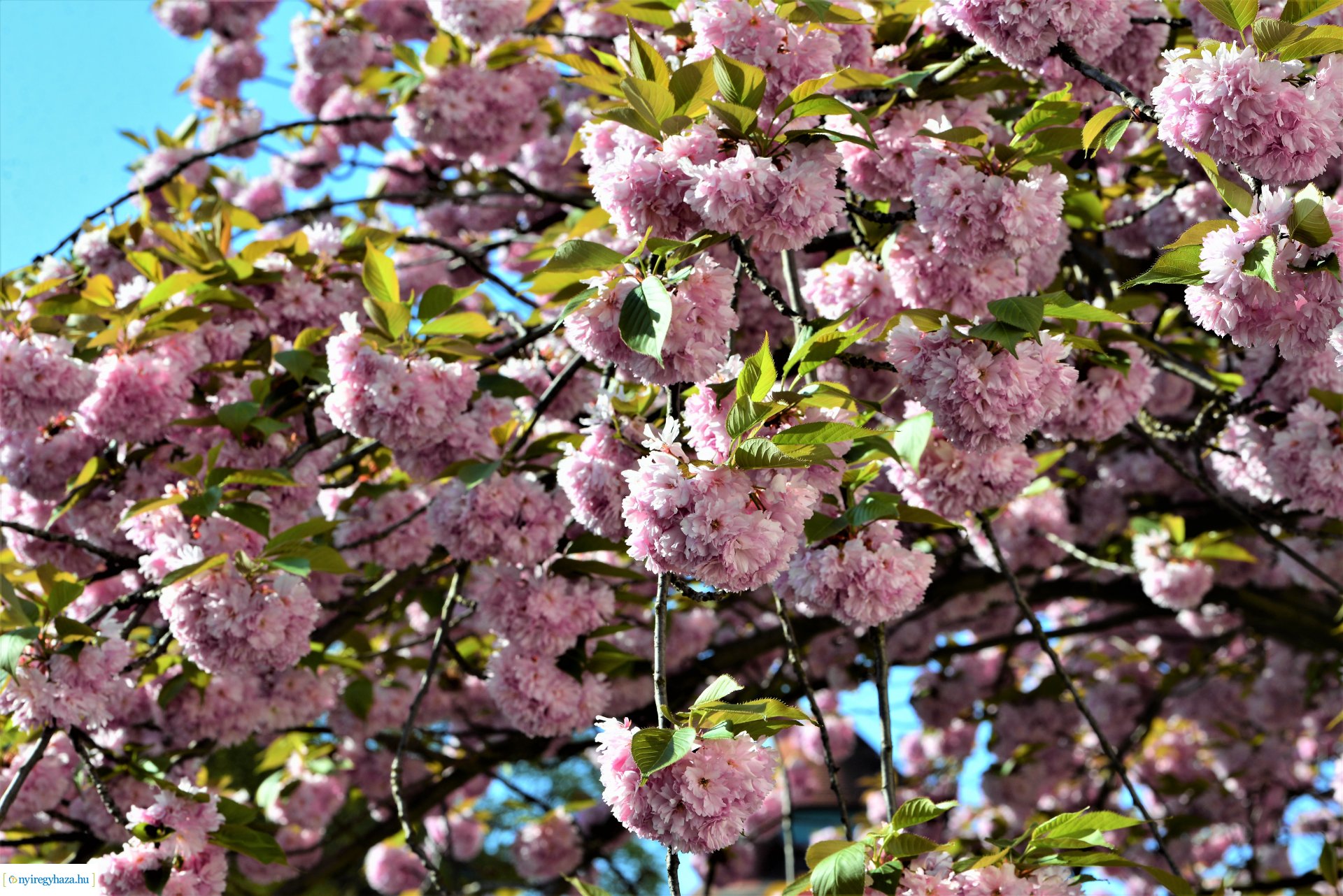 Japán díszcseresznye virágzás a belvárosban