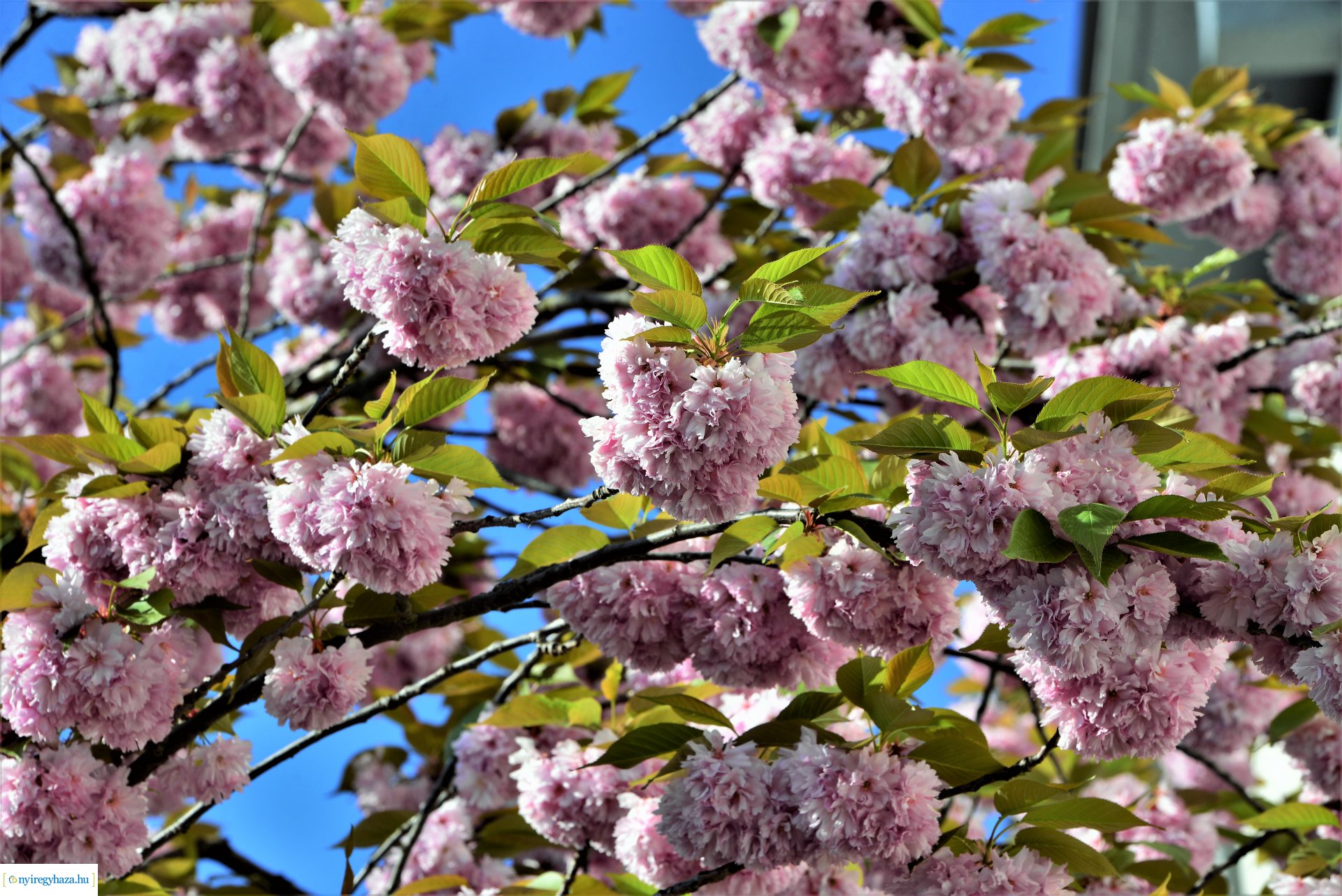 Japán díszcseresznye virágzás a belvárosban
