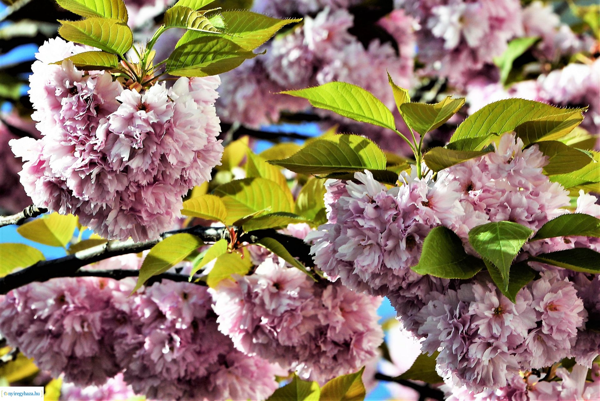 Japán díszcseresznye virágzás a belvárosban