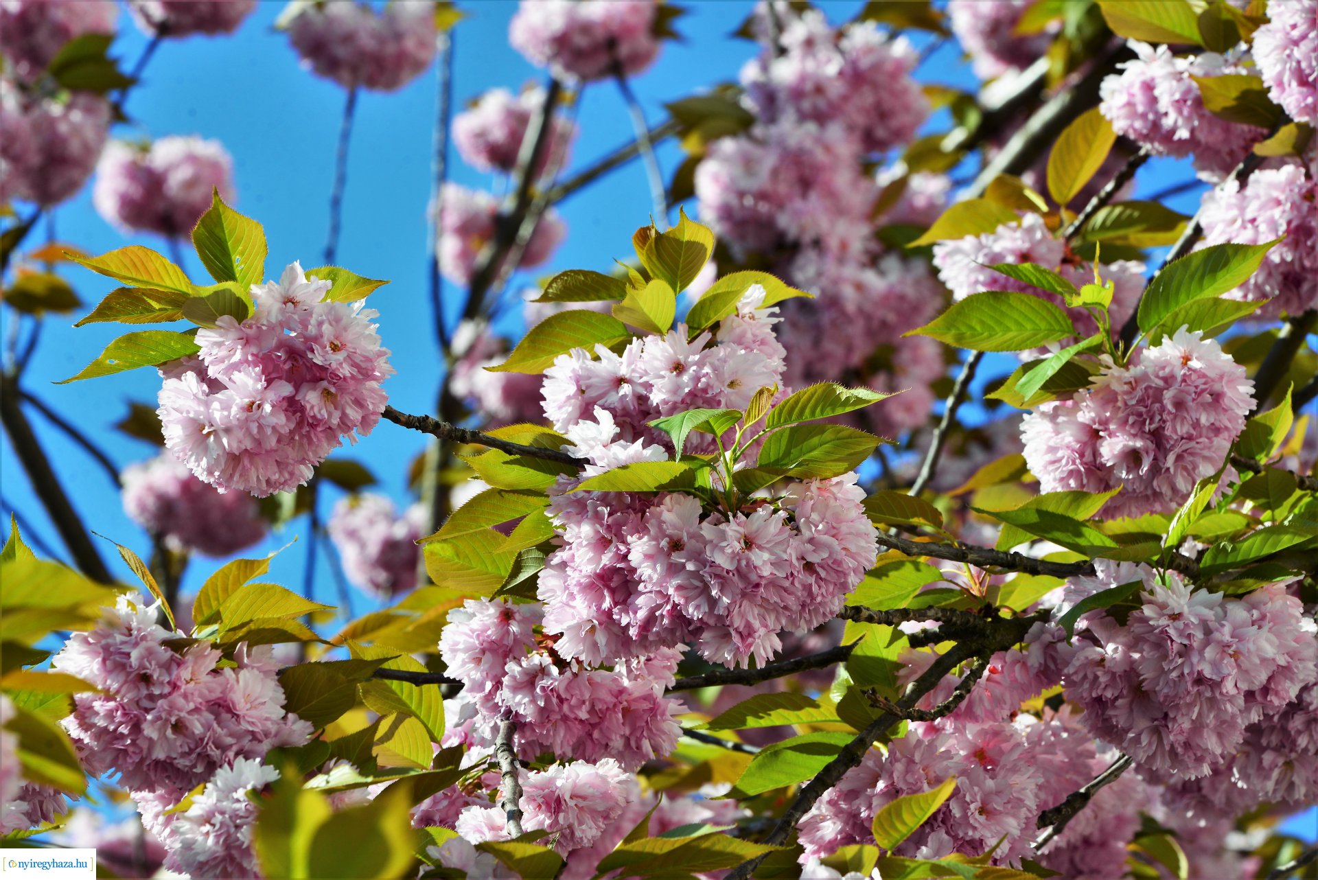 Japán díszcseresznye virágzás a belvárosban