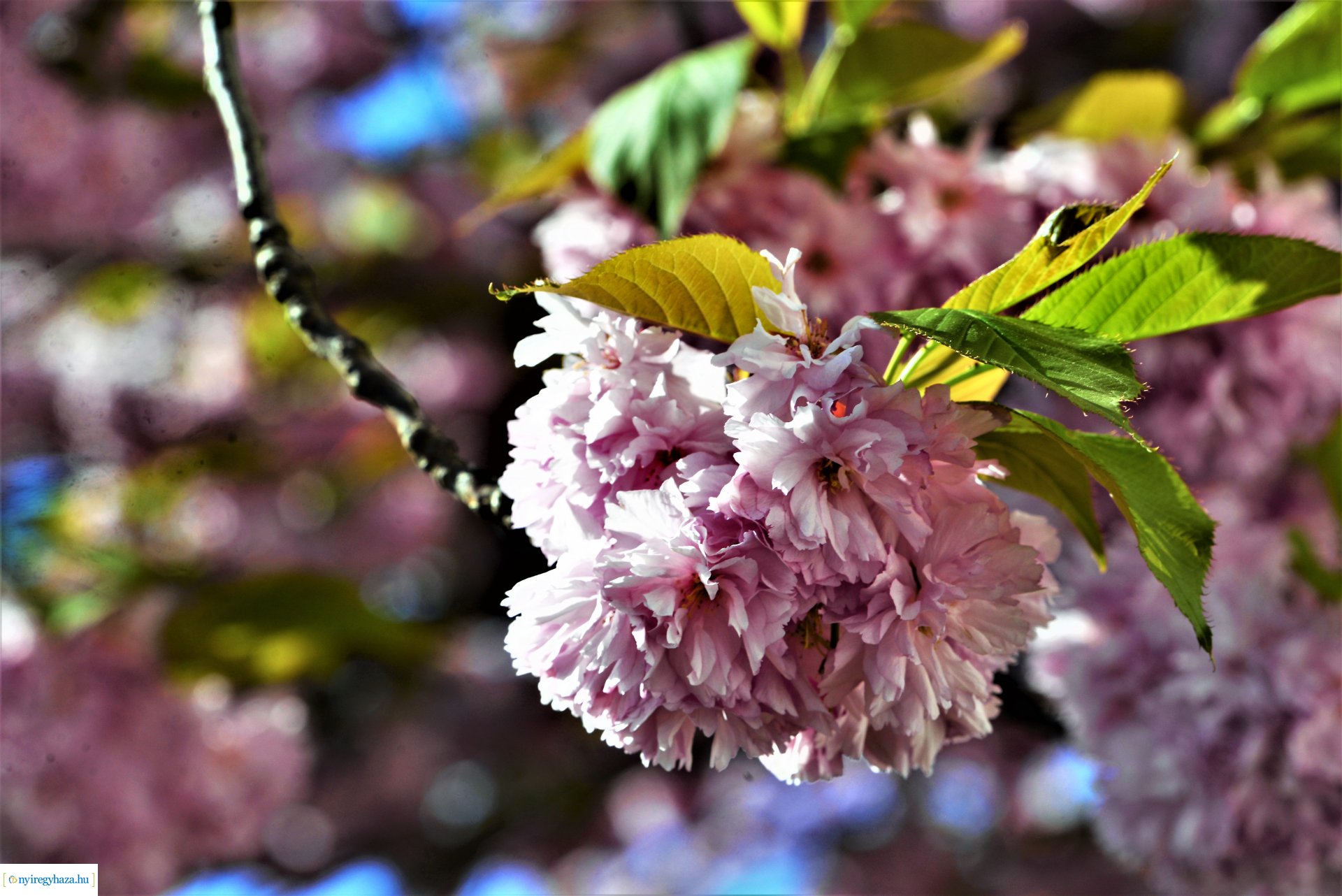 Japán díszcseresznye virágzás a belvárosban