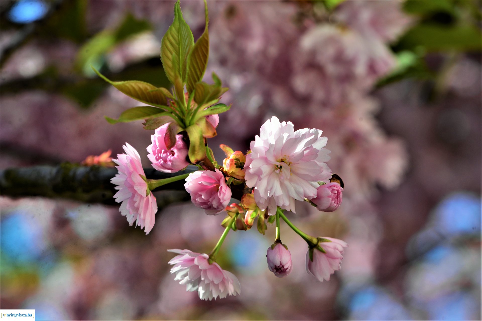 Japán díszcseresznye virágzás a belvárosban