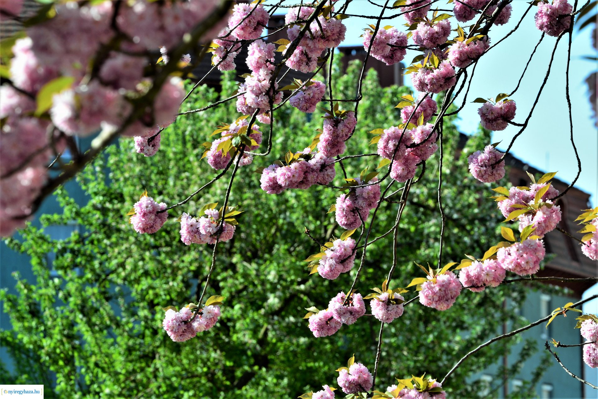 Japán díszcseresznye virágzás a belvárosban