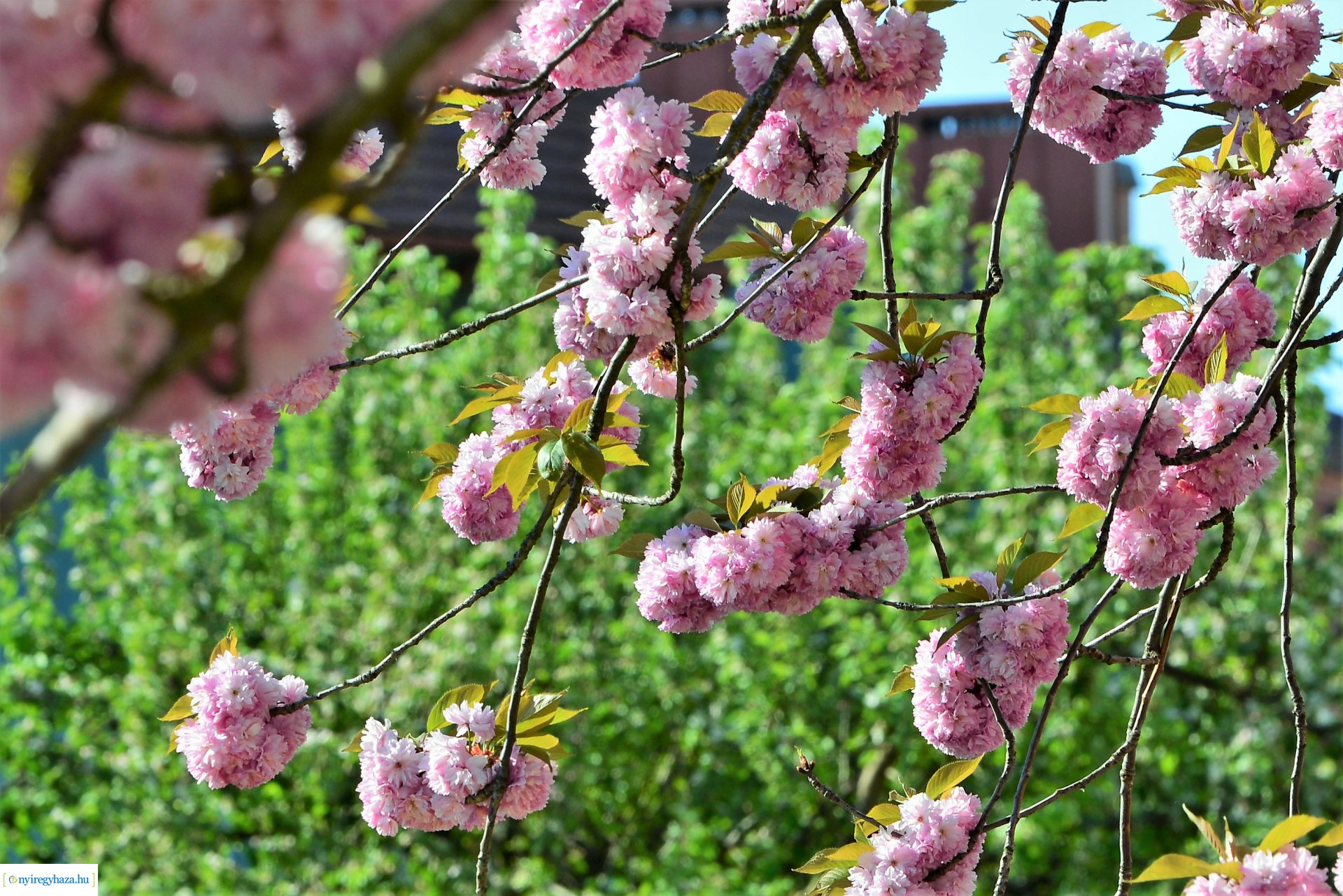 Japán díszcseresznye virágzás a belvárosban