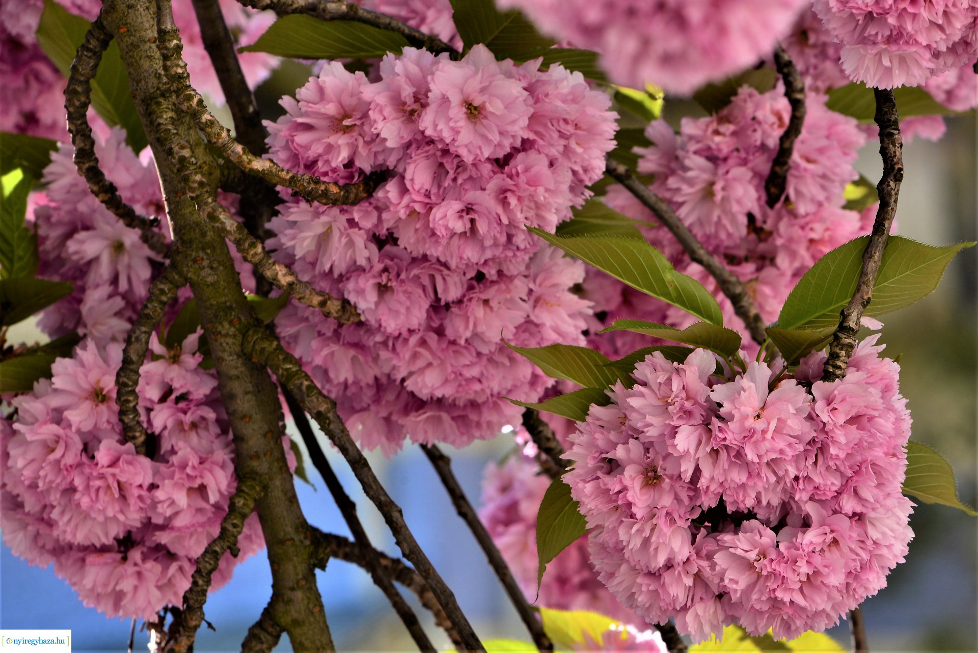 Japán díszcseresznye virágzás a belvárosban