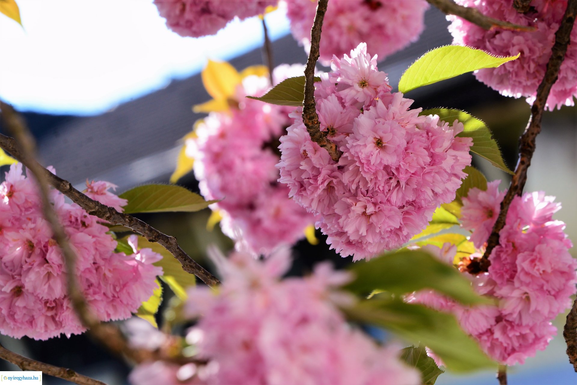 Japán díszcseresznye virágzás a belvárosban