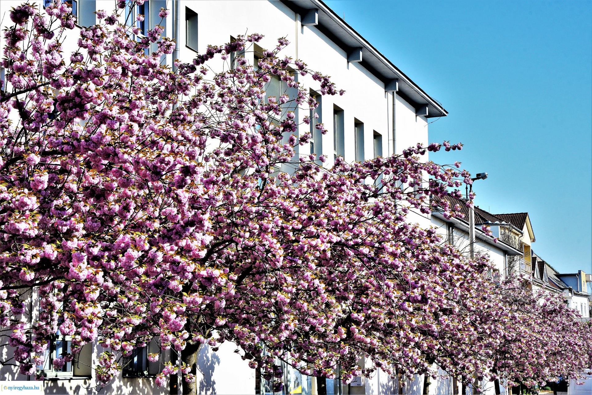 Japán díszcseresznye virágzás a belvárosban