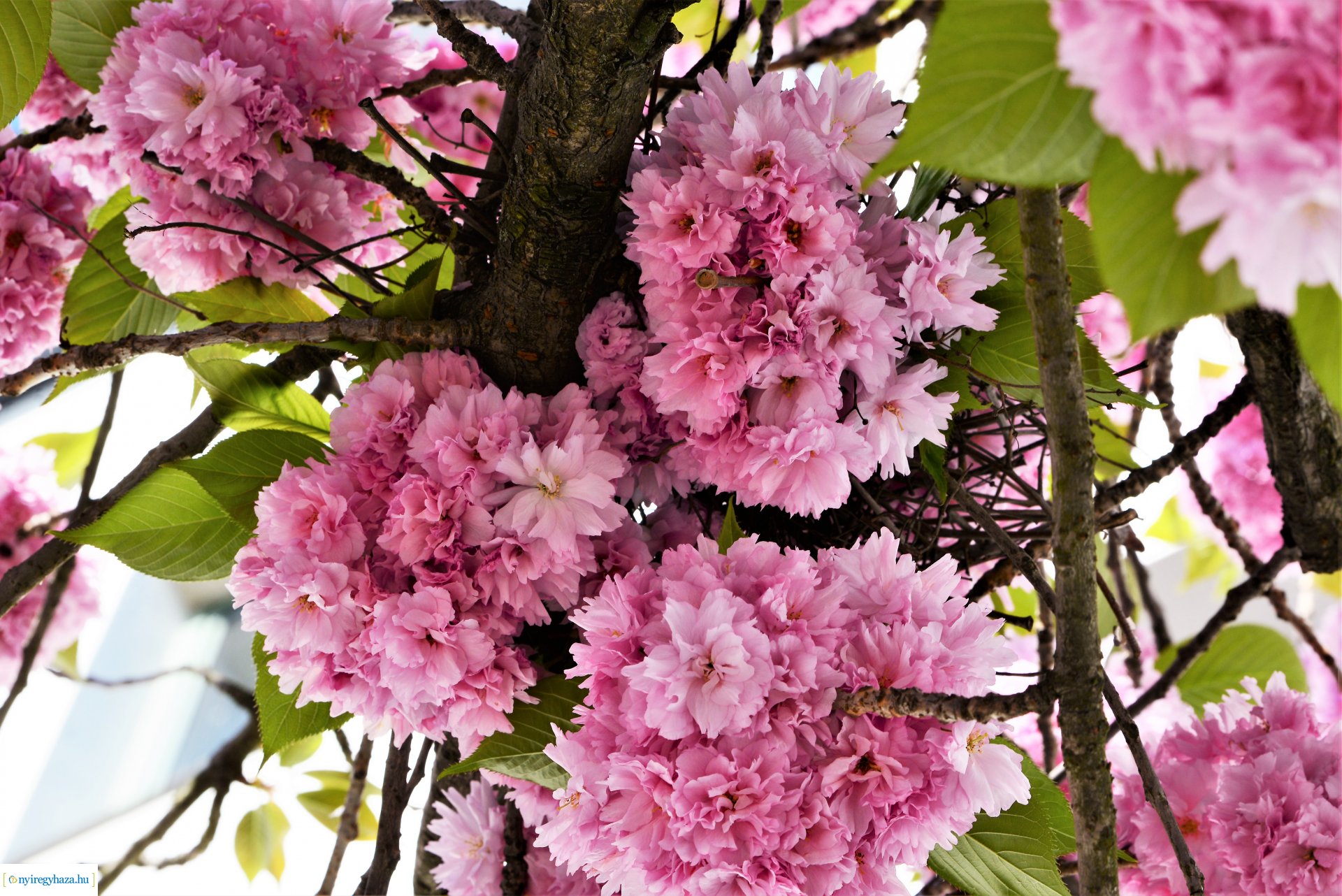 Japán díszcseresznye virágzás a belvárosban