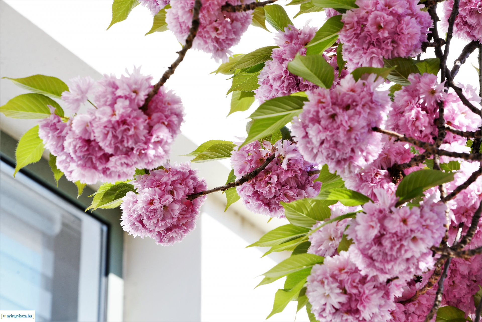 Japán díszcseresznye virágzás a belvárosban