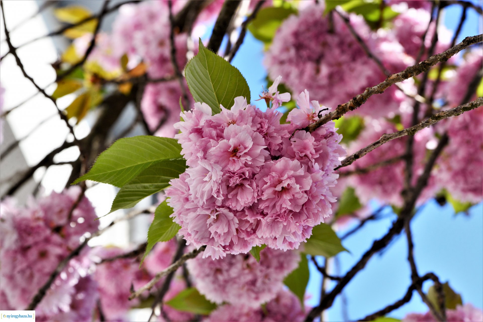 Japán díszcseresznye virágzás a belvárosban