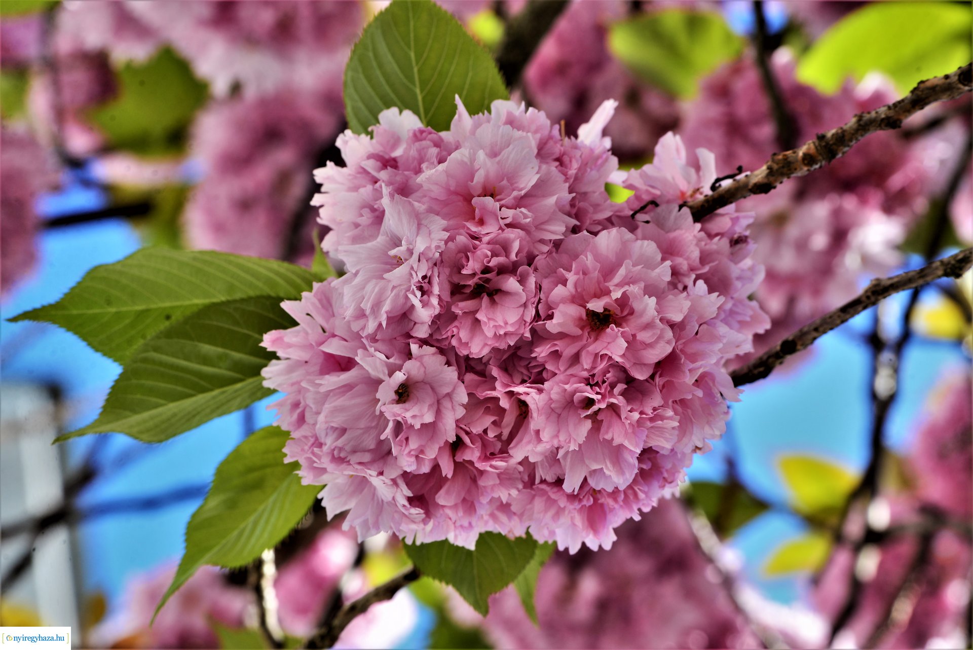 Japán díszcseresznye virágzás a belvárosban