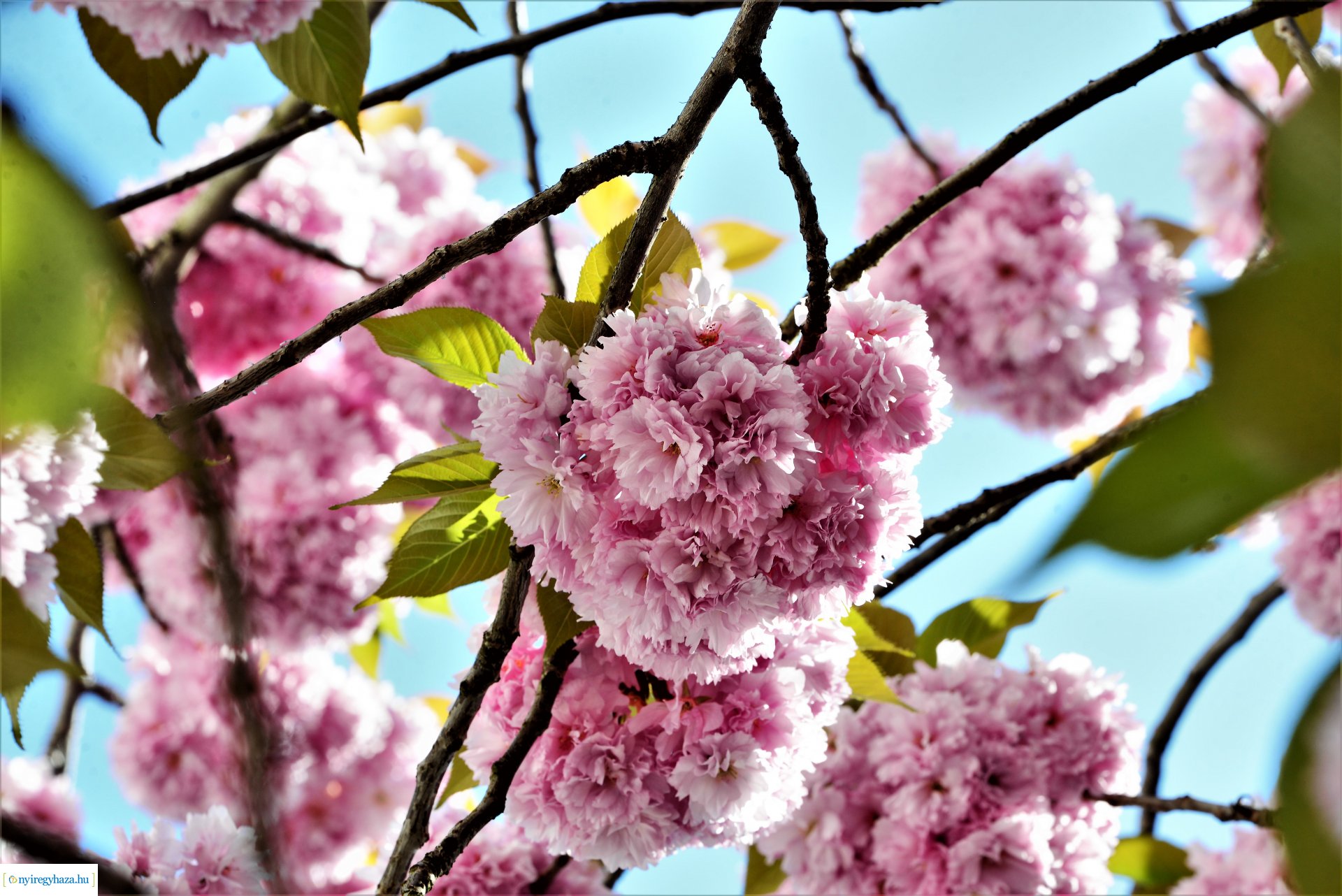 Japán díszcseresznye virágzás a belvárosban
